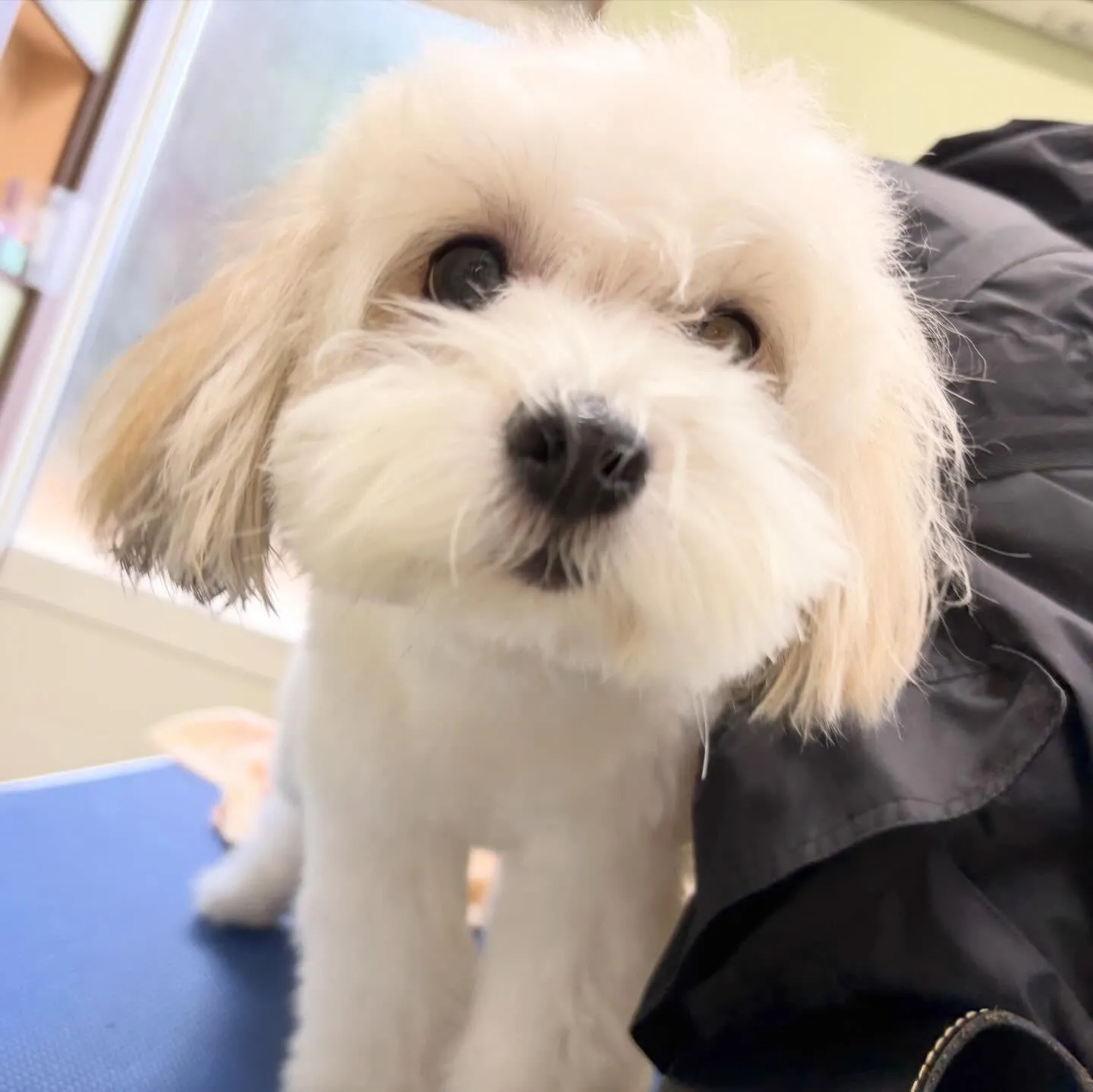 トリミングのセットメニューに来てくれたわんこたち🐾