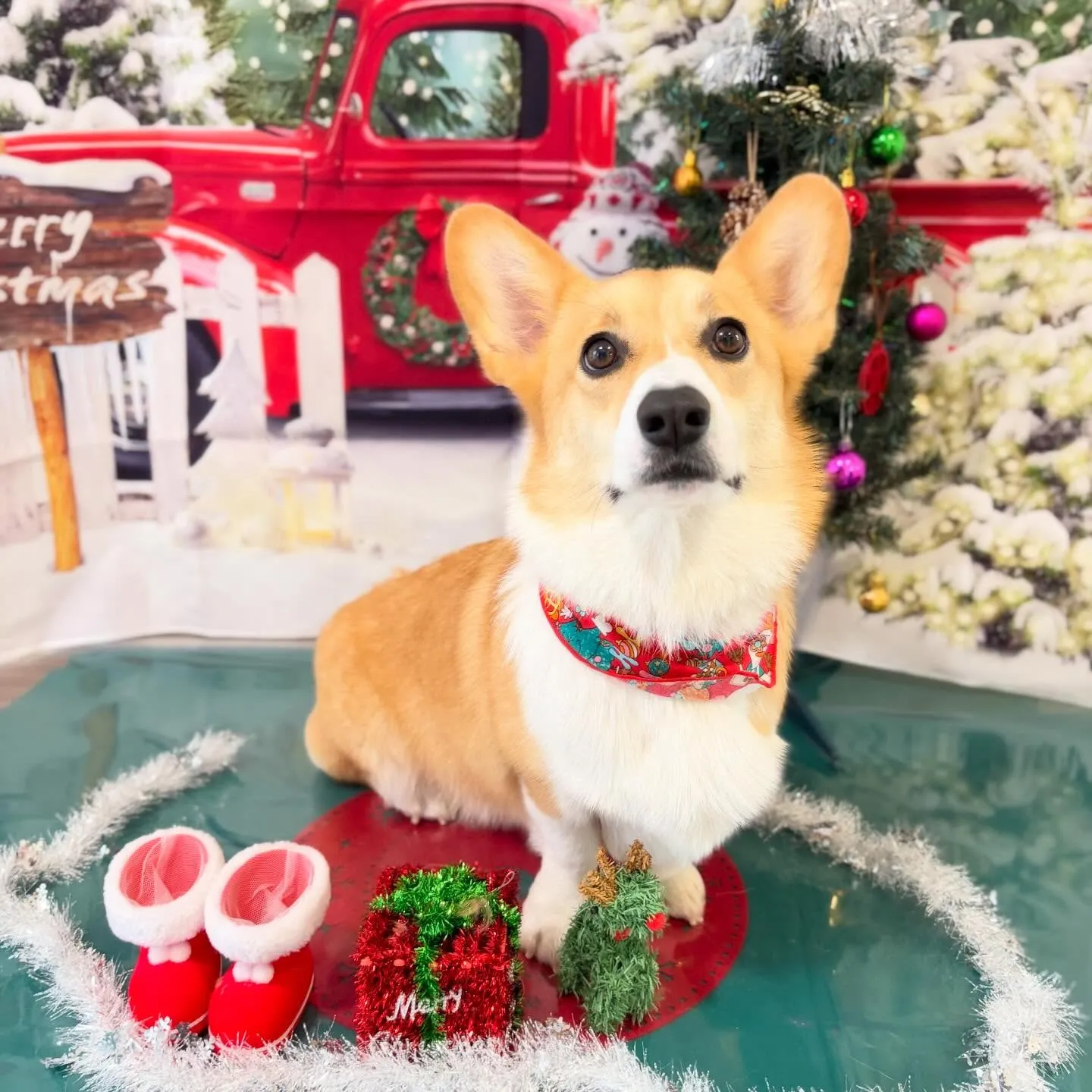 トリミングのセットメニューに来てくれたわんこたち🐾