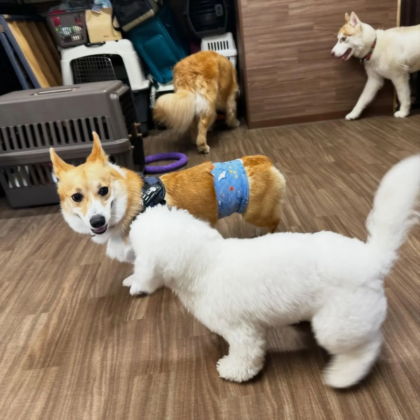 トリミングのセットメニューに来てくれたわんこたち🐾