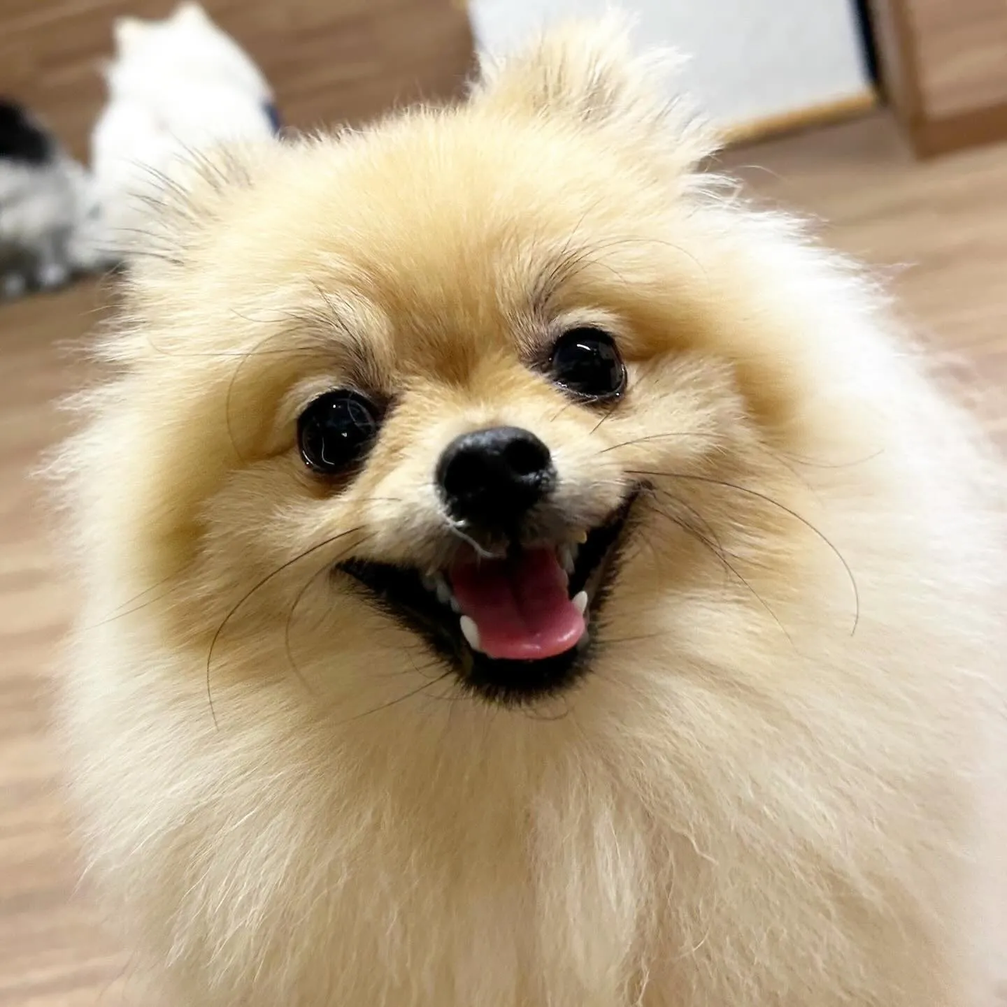 入会してくれたポムくんです🎶