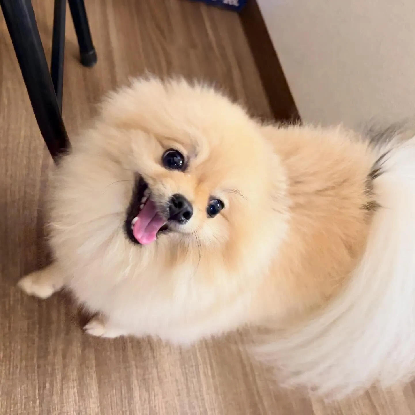 入会してくれたポムくんです🎶