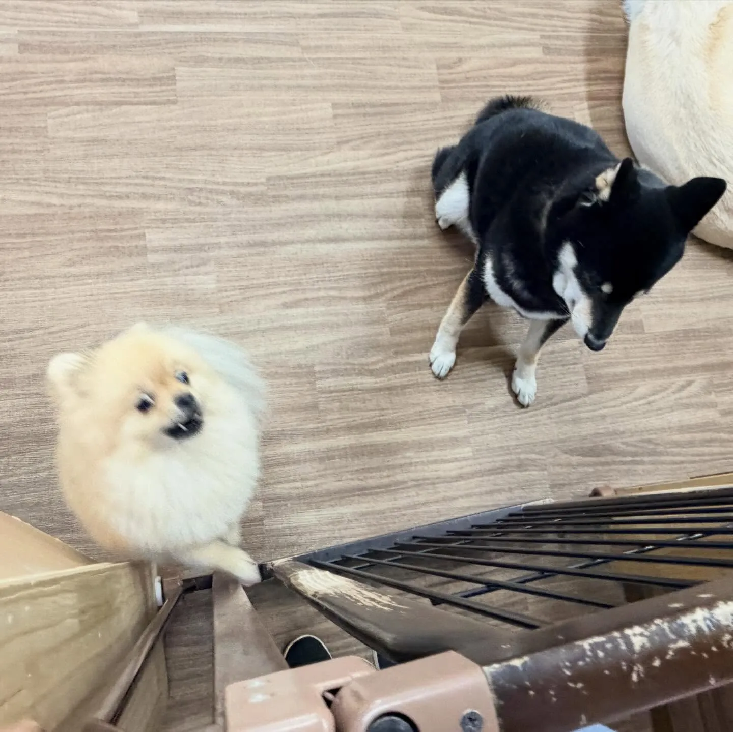 入会してくれたポムくんです🎶