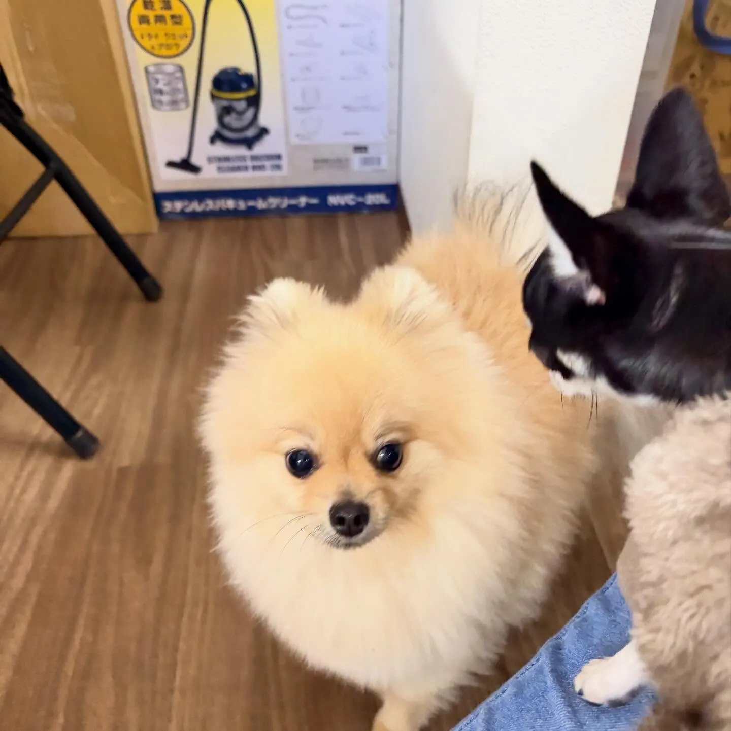 入会してくれたポムくんです🎶