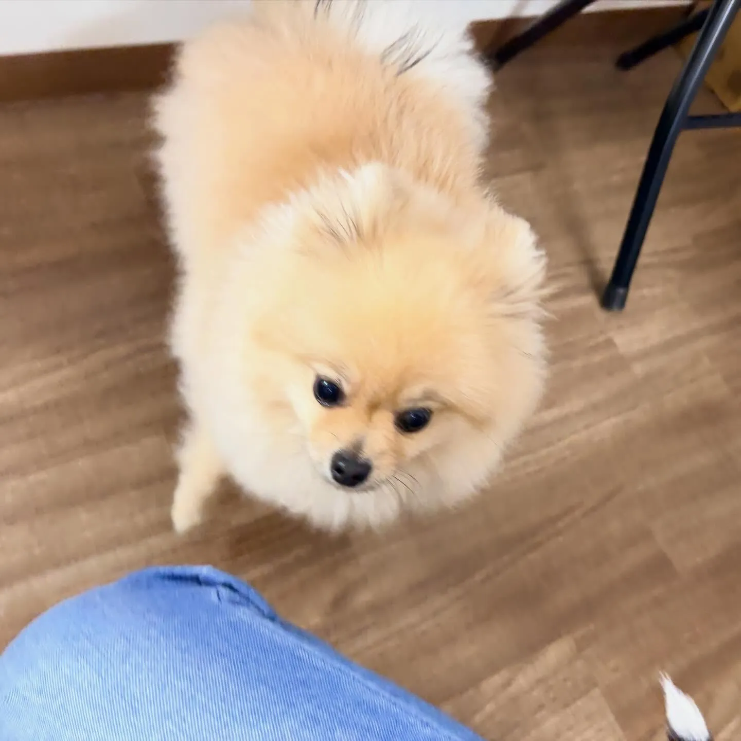 入会してくれたポムくんです🎶