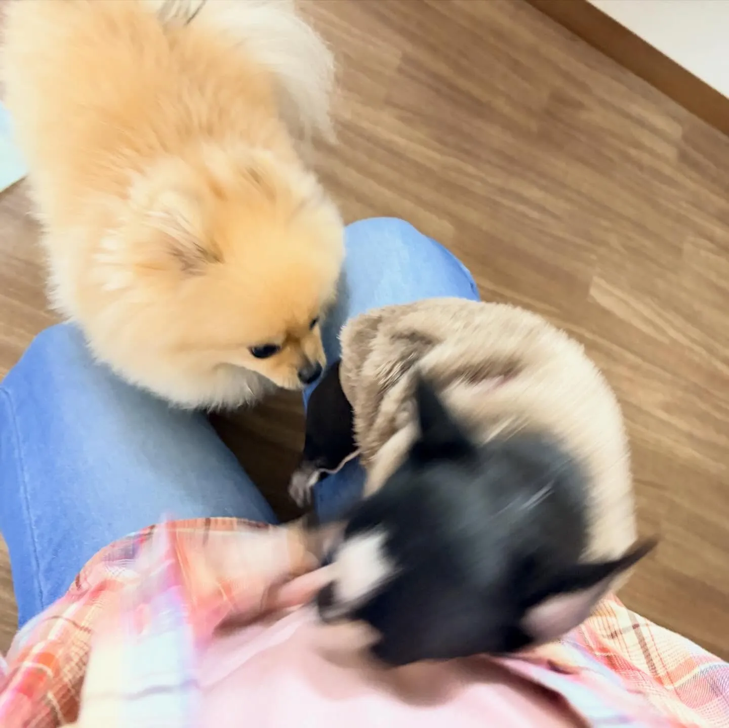 入会してくれたポムくんです🎶