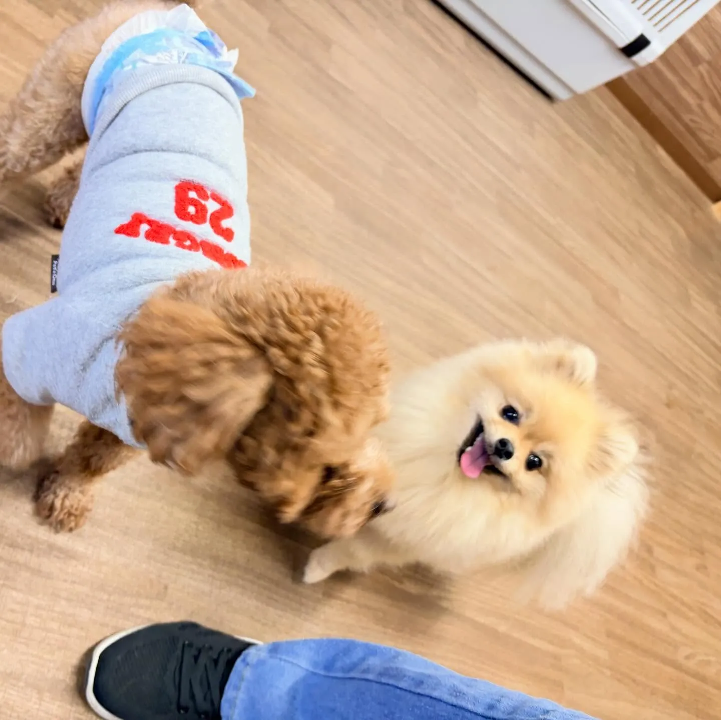 入会してくれたポムくんです🎶