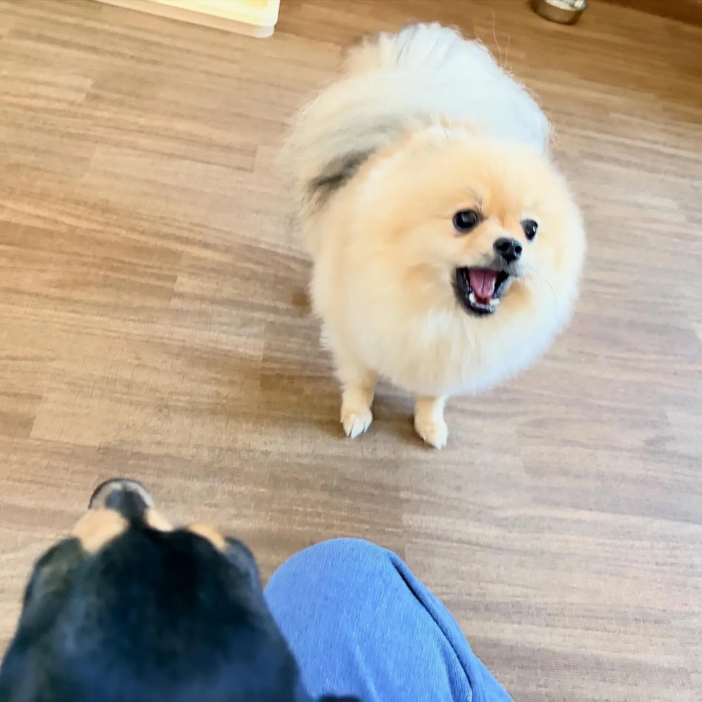 入会してくれたポムくんです🎶