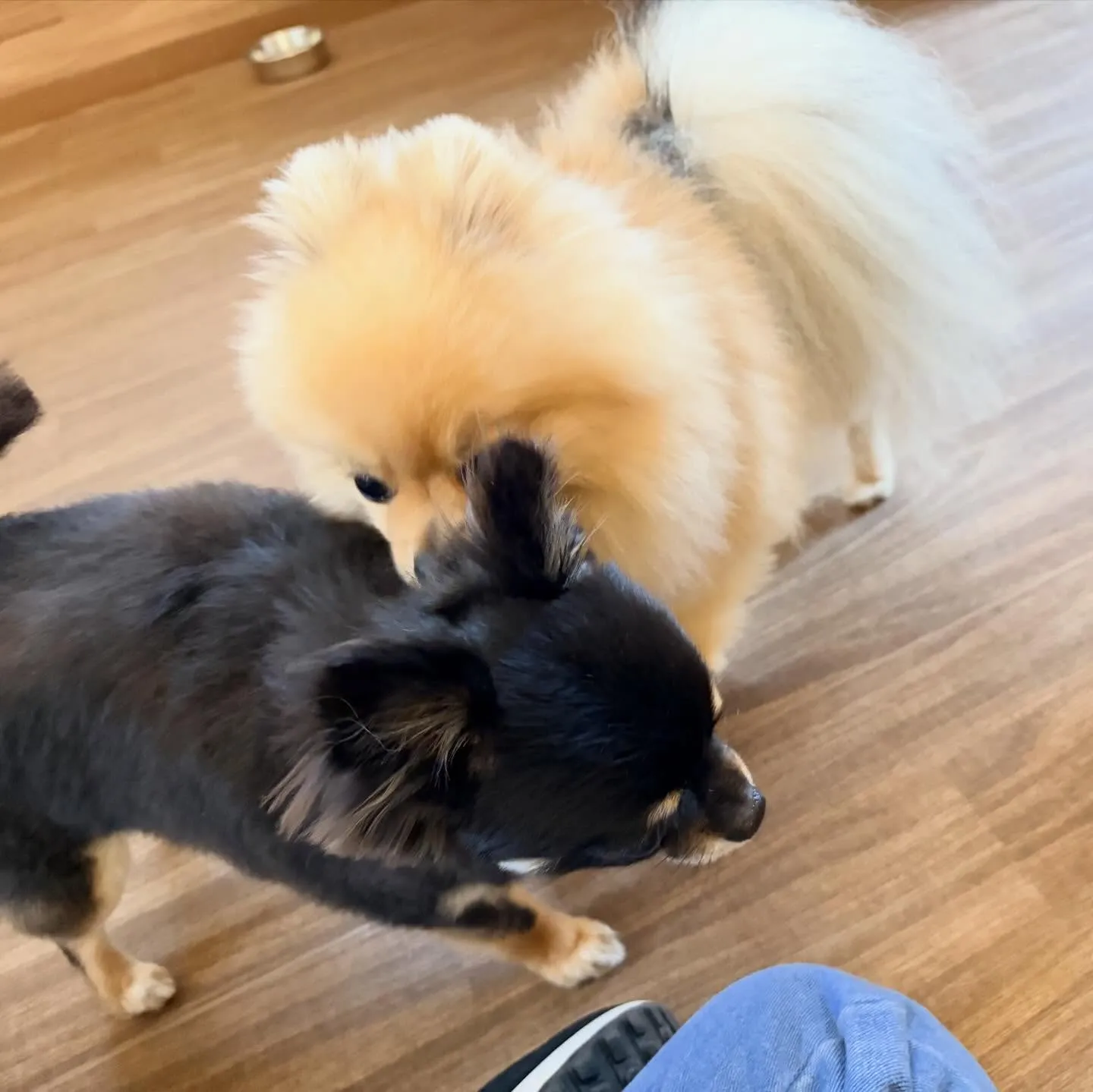 入会してくれたポムくんです🎶