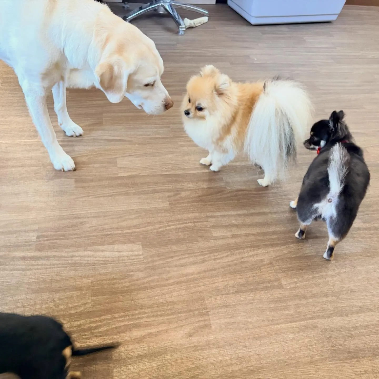 入会してくれたポムくんです🎶