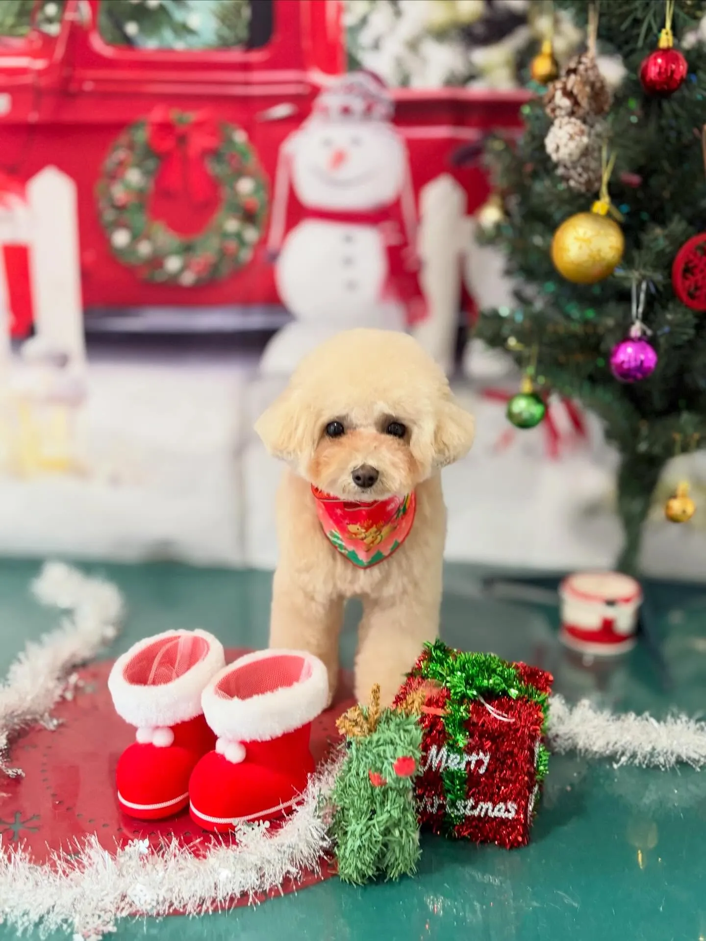 トリミングのセットメニューに来てくれたわんこたちです☺️