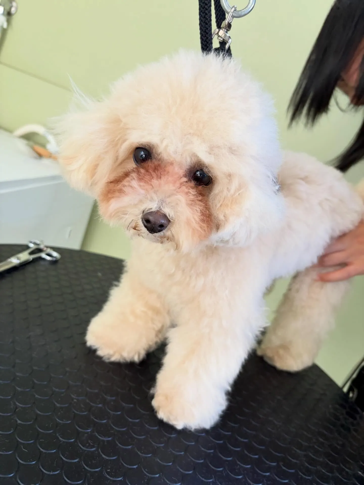 トリミングのセットメニューに来てくれたわんこたちです☺️