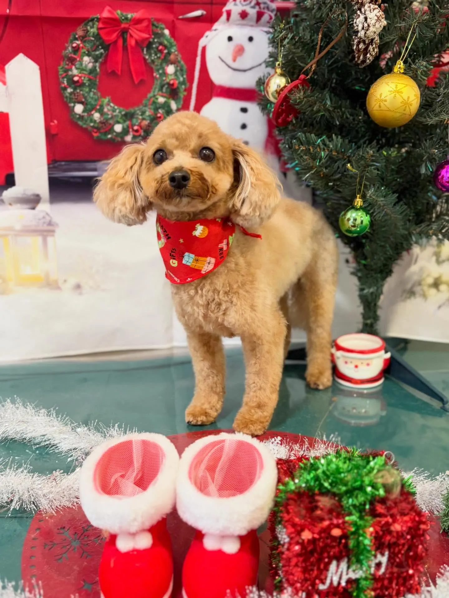 トリミングのセットメニューに来てくれたわんこたちです☺️