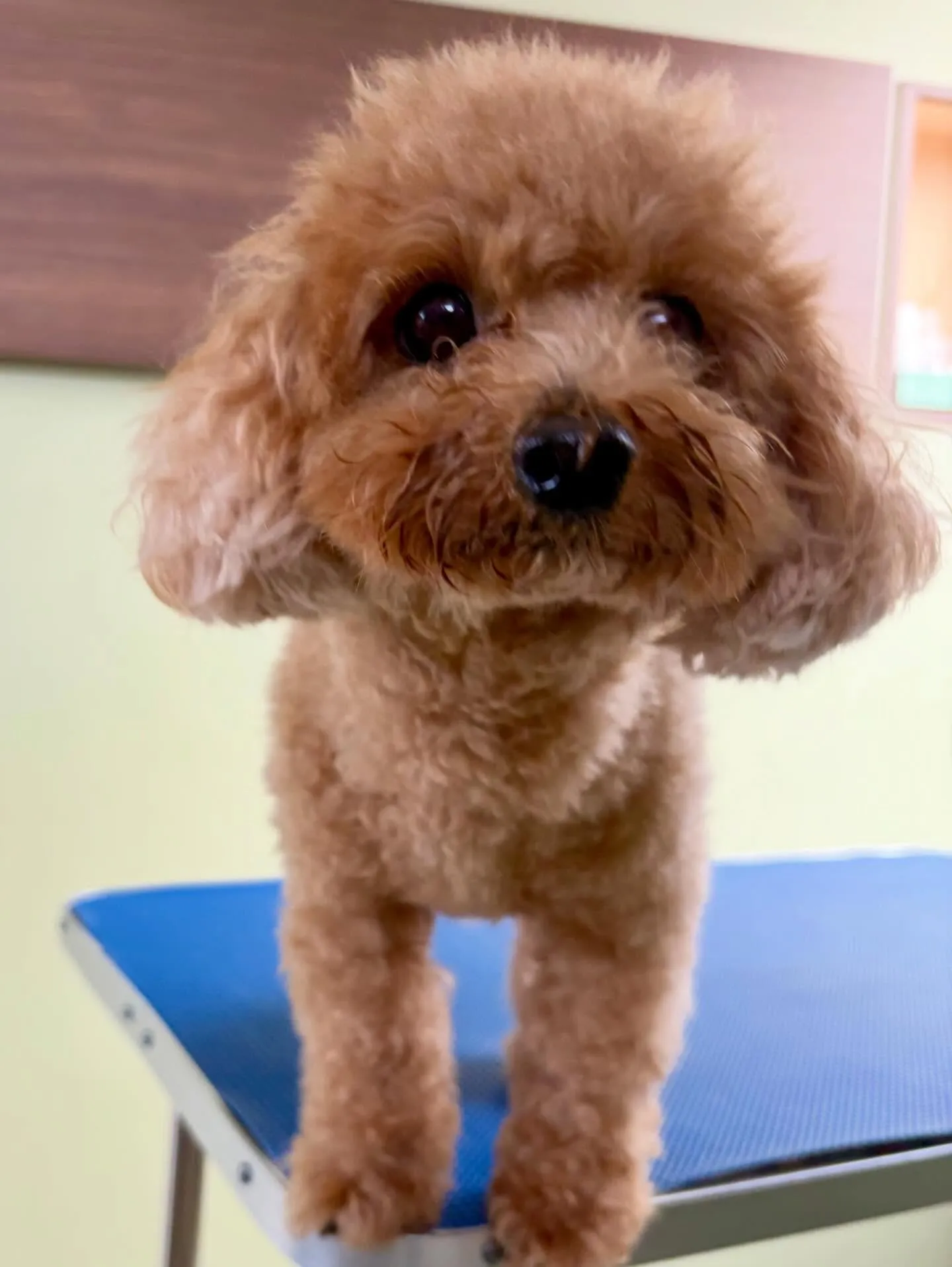 トリミングのセットメニューに来てくれたわんこたちです☺️