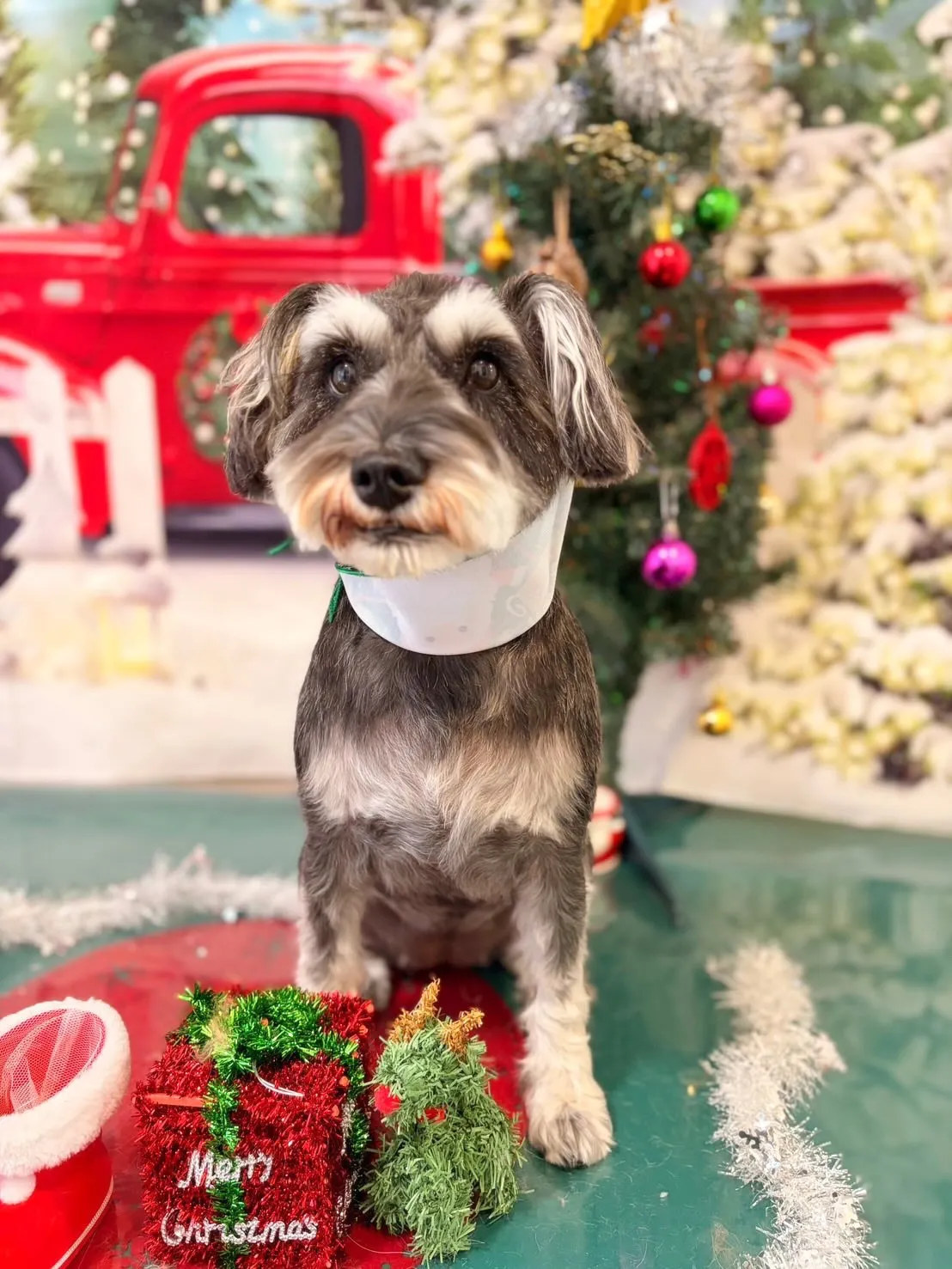 トリミングのセットメニューに来てくれたわんこたちです☺️