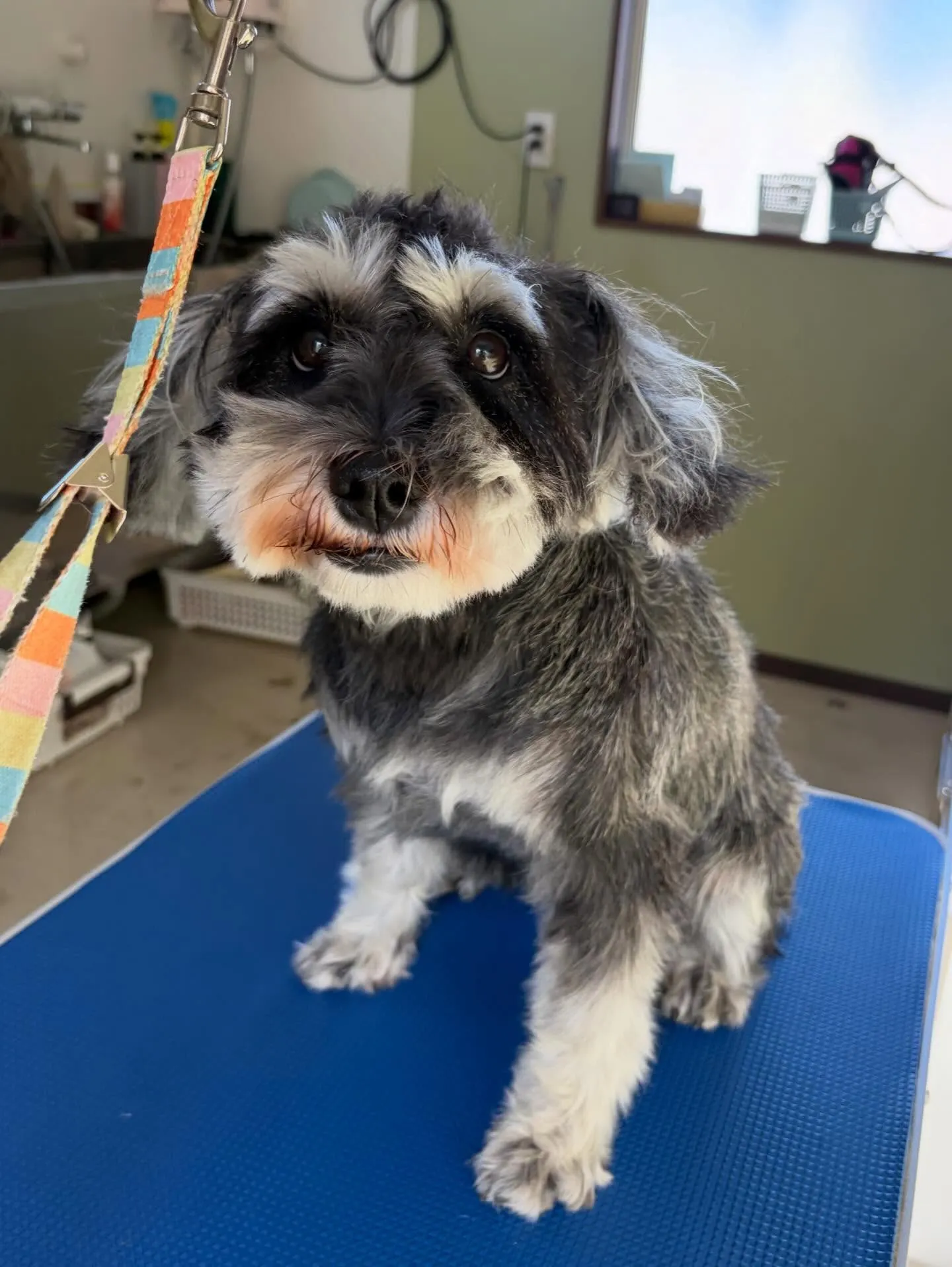トリミングのセットメニューに来てくれたわんこたちです☺️