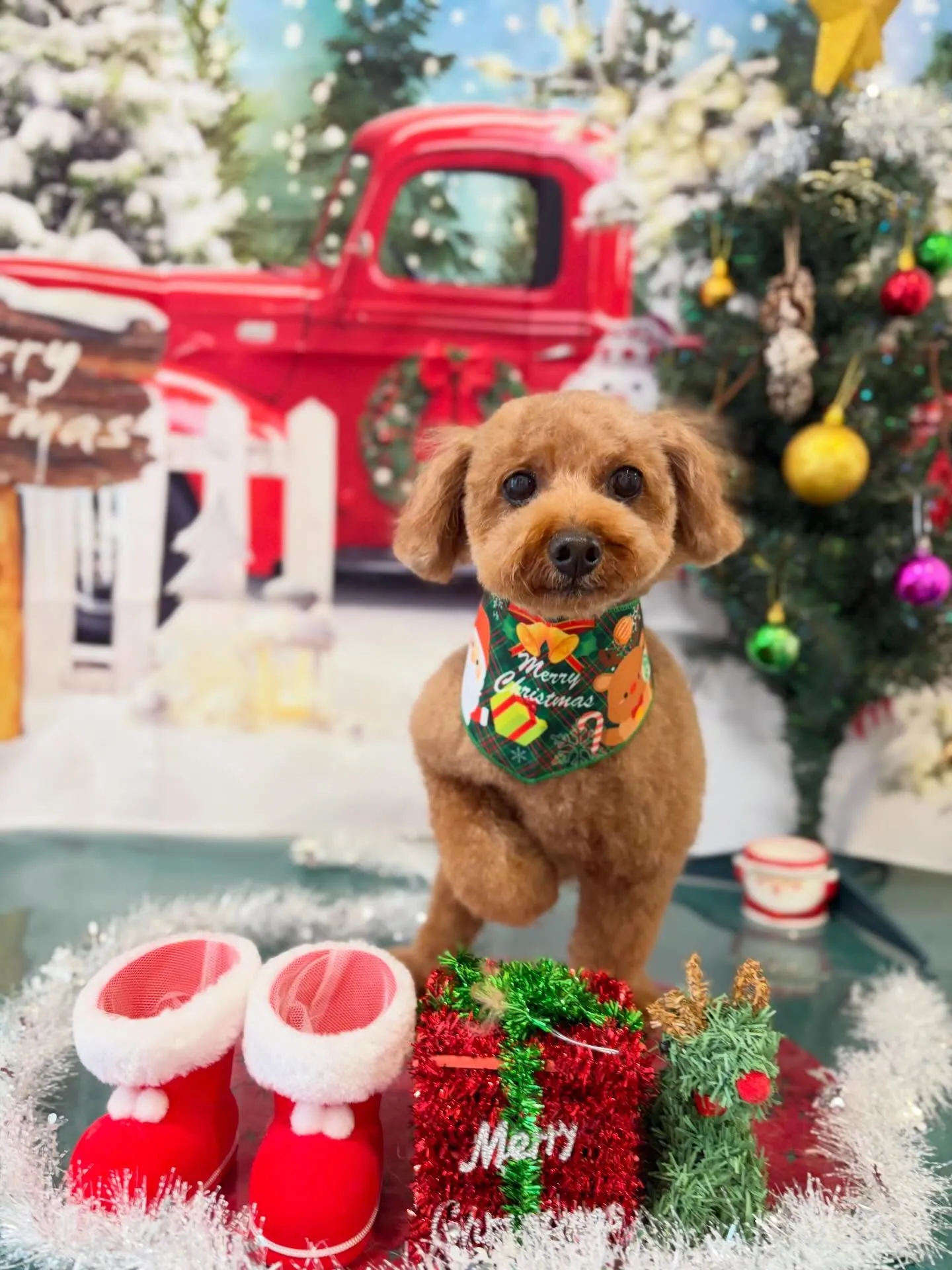 トリミングのセットメニューに来てくれたわんこたちです☺️