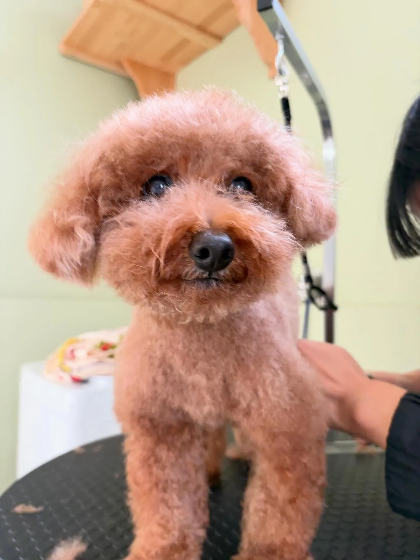 トリミングのセットメニューに来てくれたわんこたちです☺️