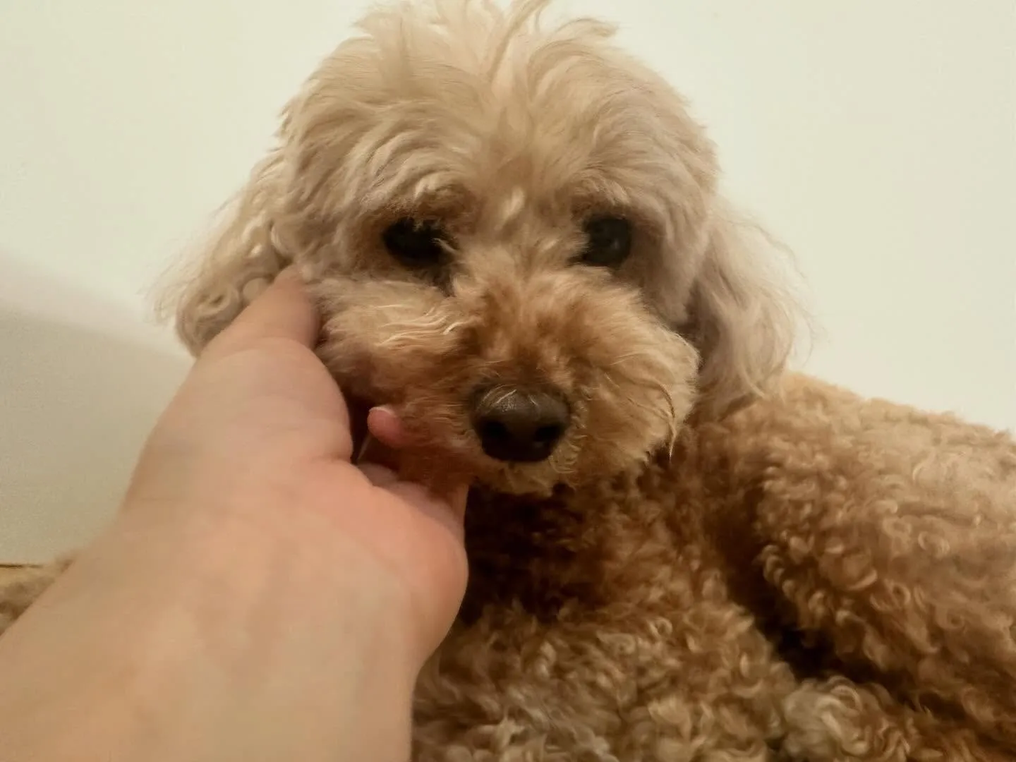 入会してくれたくるみちゃんです🌼