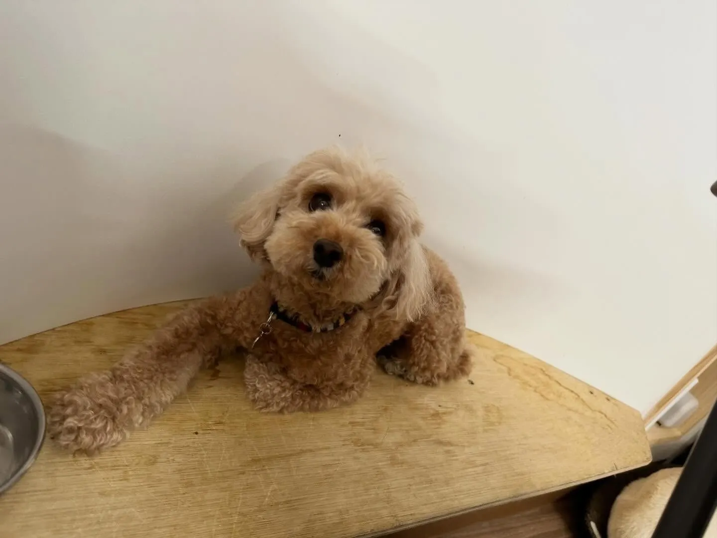 入会してくれたくるみちゃんです🌼