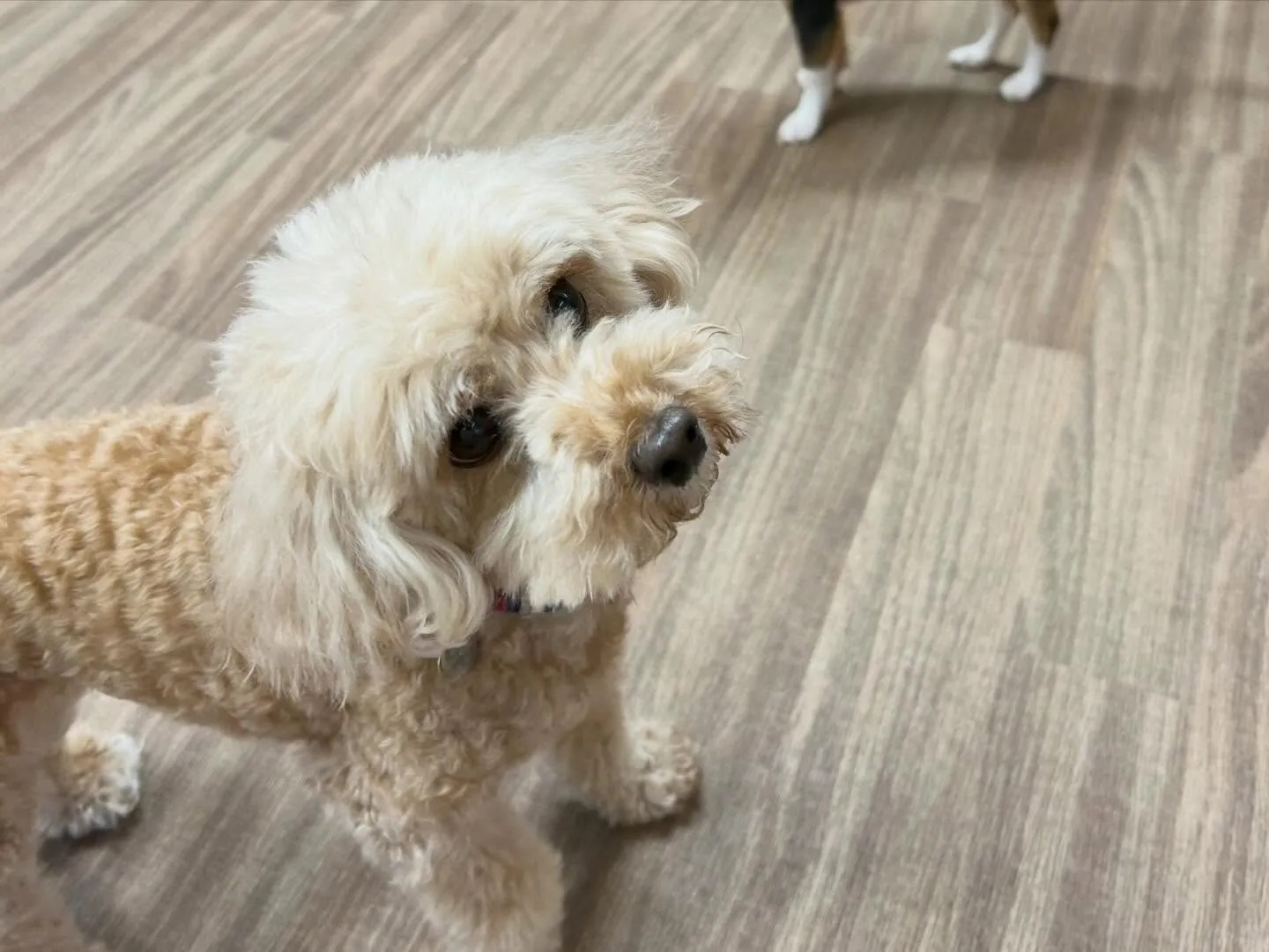 入会してくれたくるみちゃんです🌼