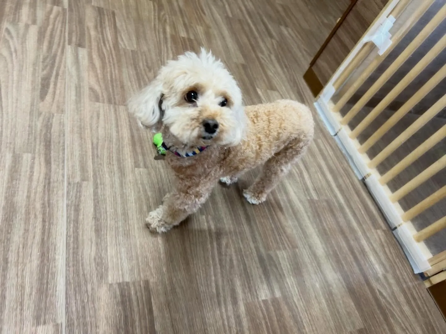 入会してくれたくるみちゃんです🌼