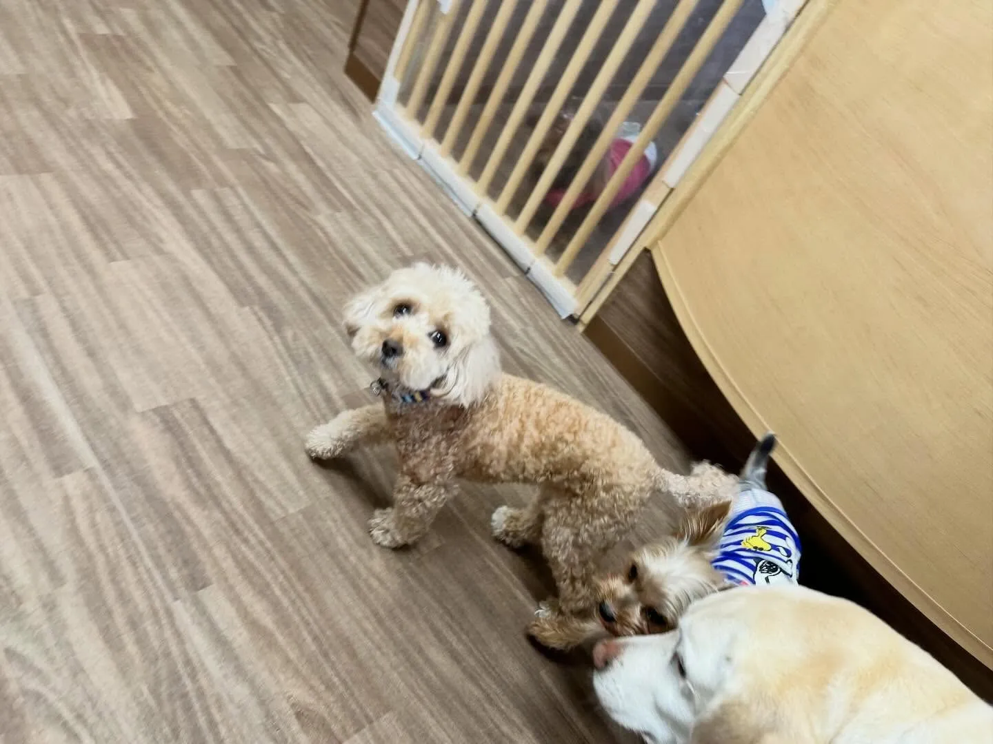 入会してくれたくるみちゃんです🌼