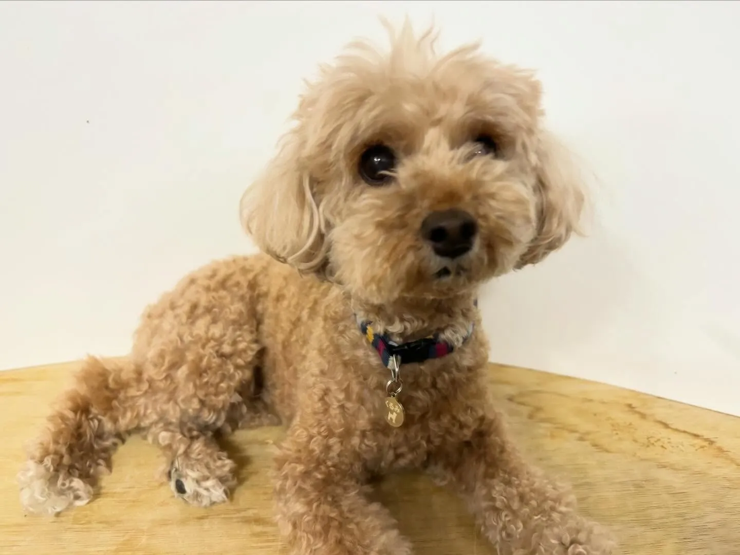 入会してくれたくるみちゃんです🌼