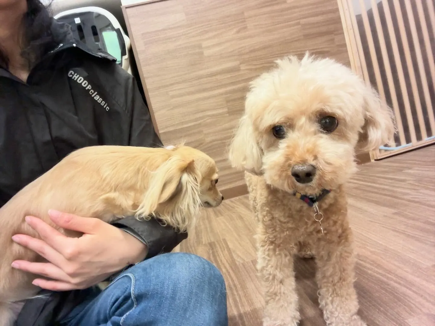 入会してくれたくるみちゃんです🌼