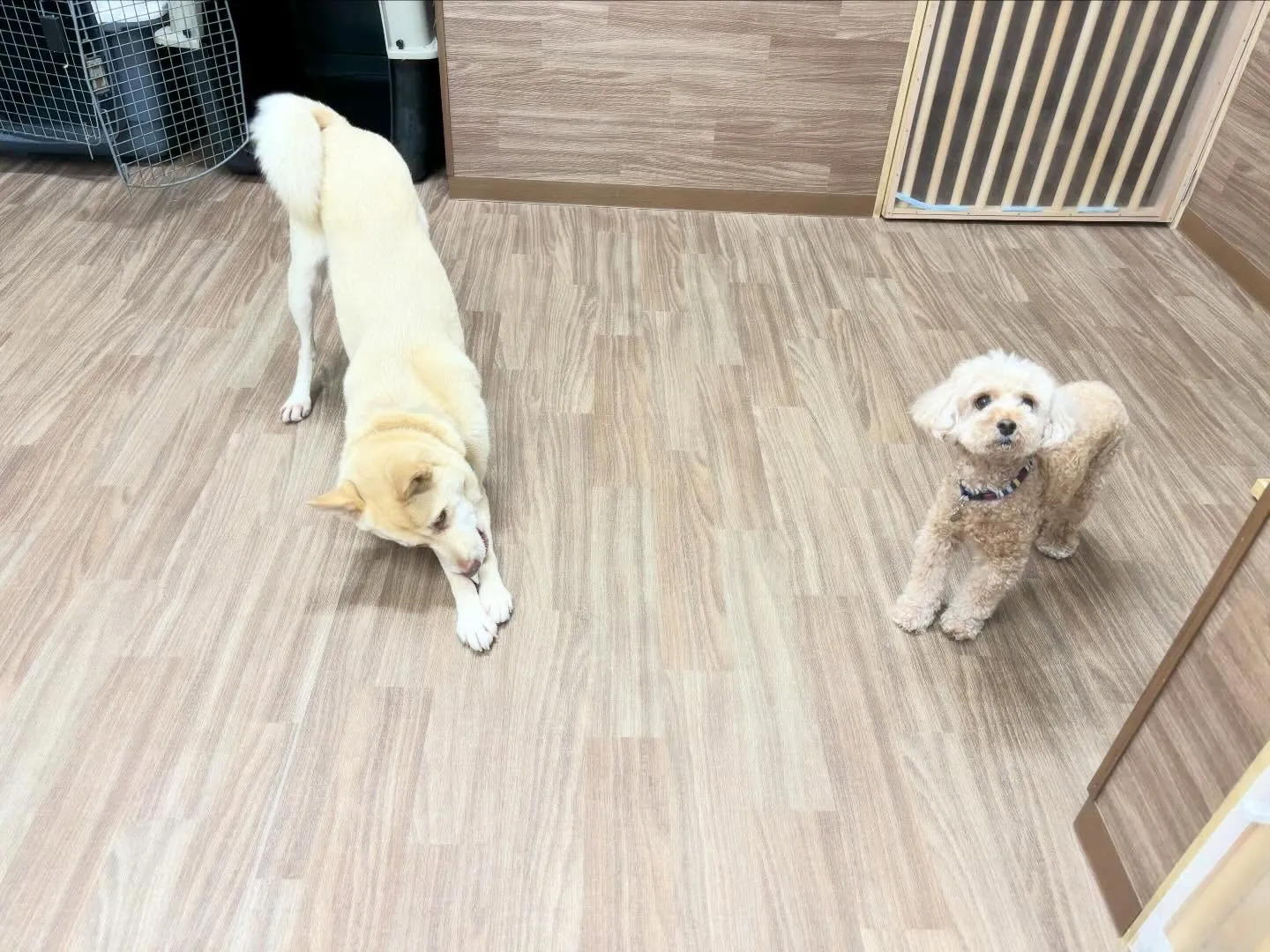 入会してくれたくるみちゃんです🌼