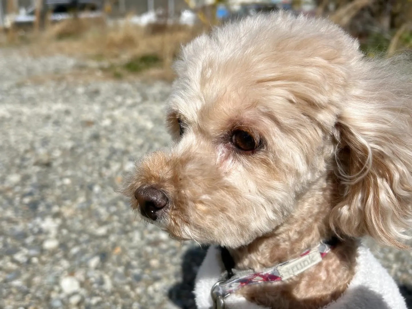 入会してくれたくるみちゃんです🌼