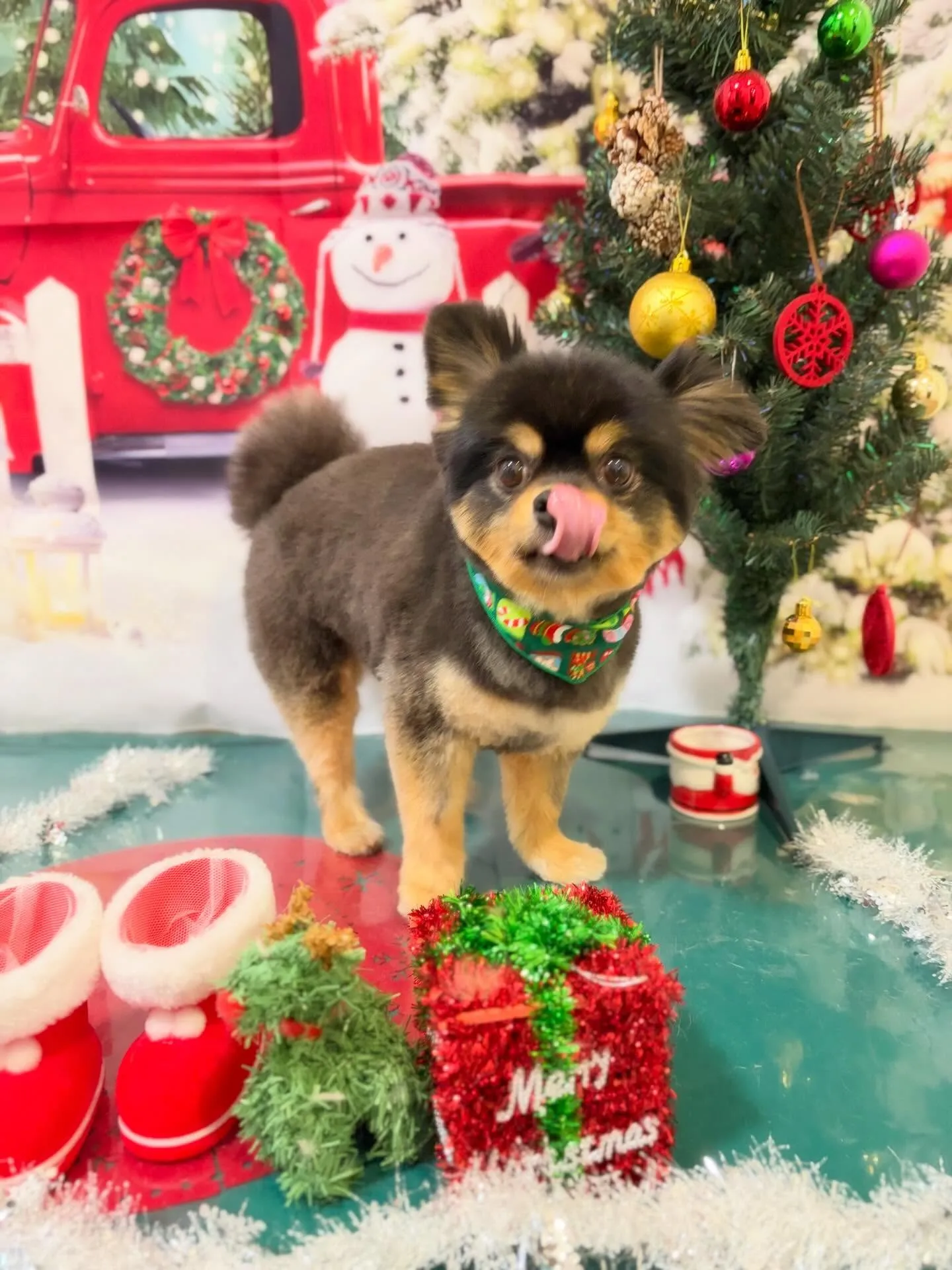 トリミングのセットメニューに来てくれたわんこさんたち🐶
