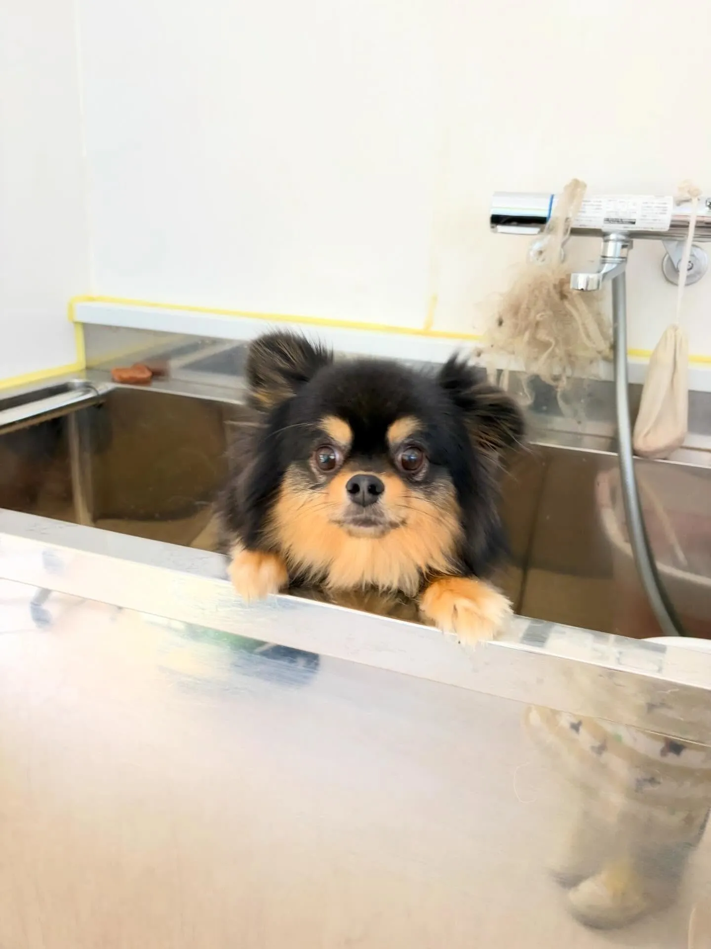 トリミングのセットメニューに来てくれたわんこさんたち🐶