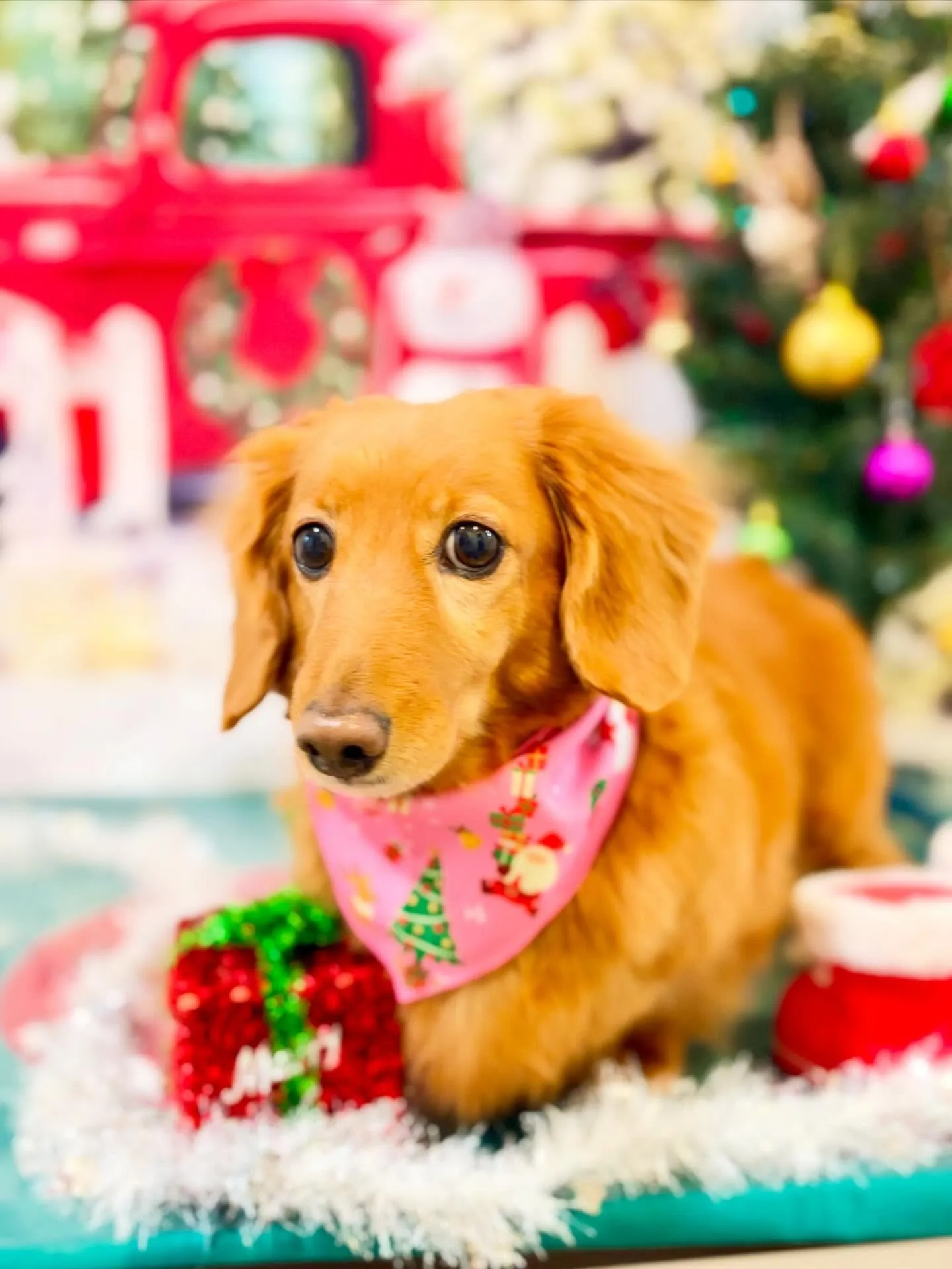 トリミングのセットメニューに来てくれたわんこさんたち🐶