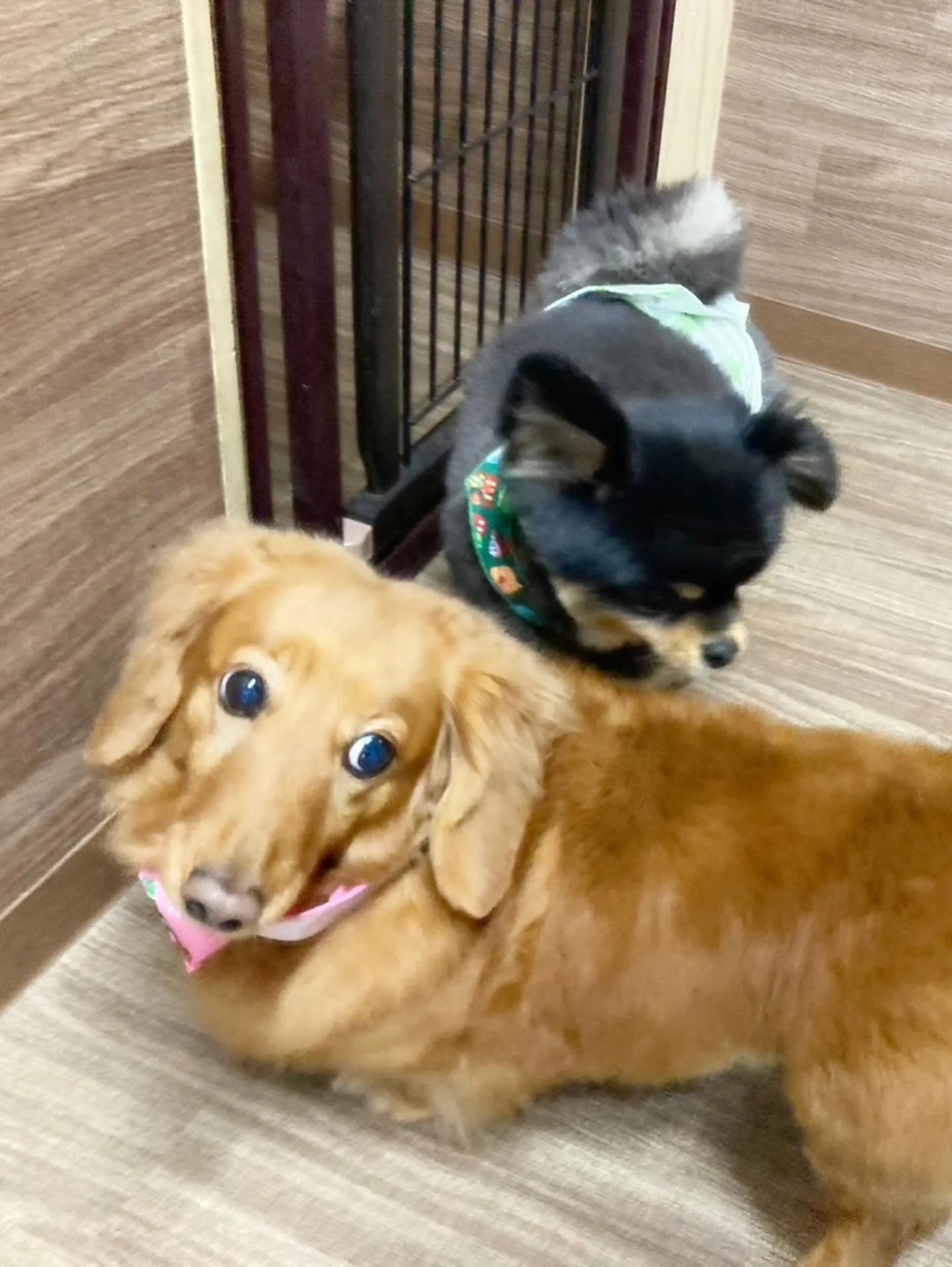 トリミングのセットメニューに来てくれたわんこさんたち🐶