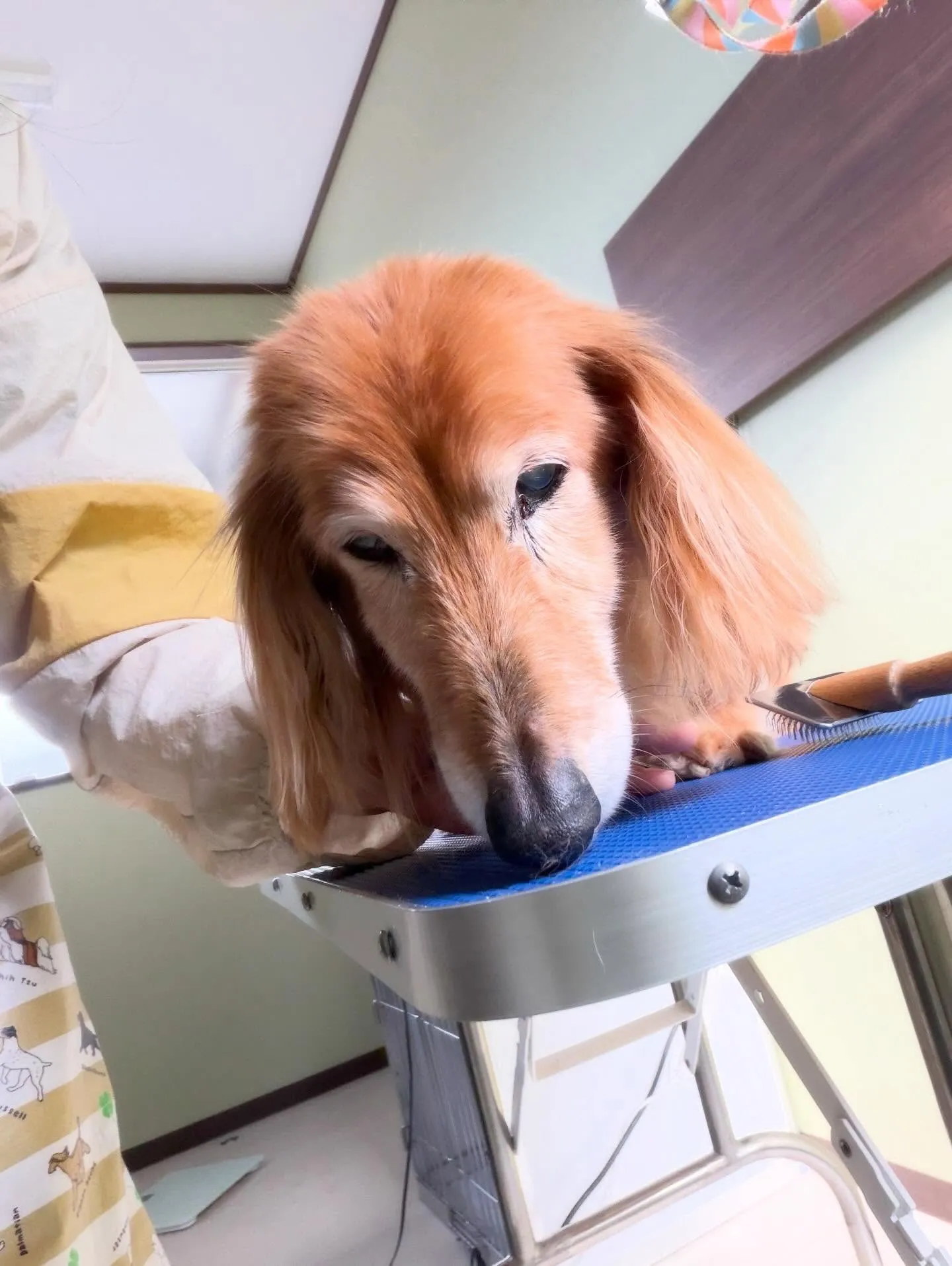 トリミングのセットメニューに来てくれたわんこさんたち🐶