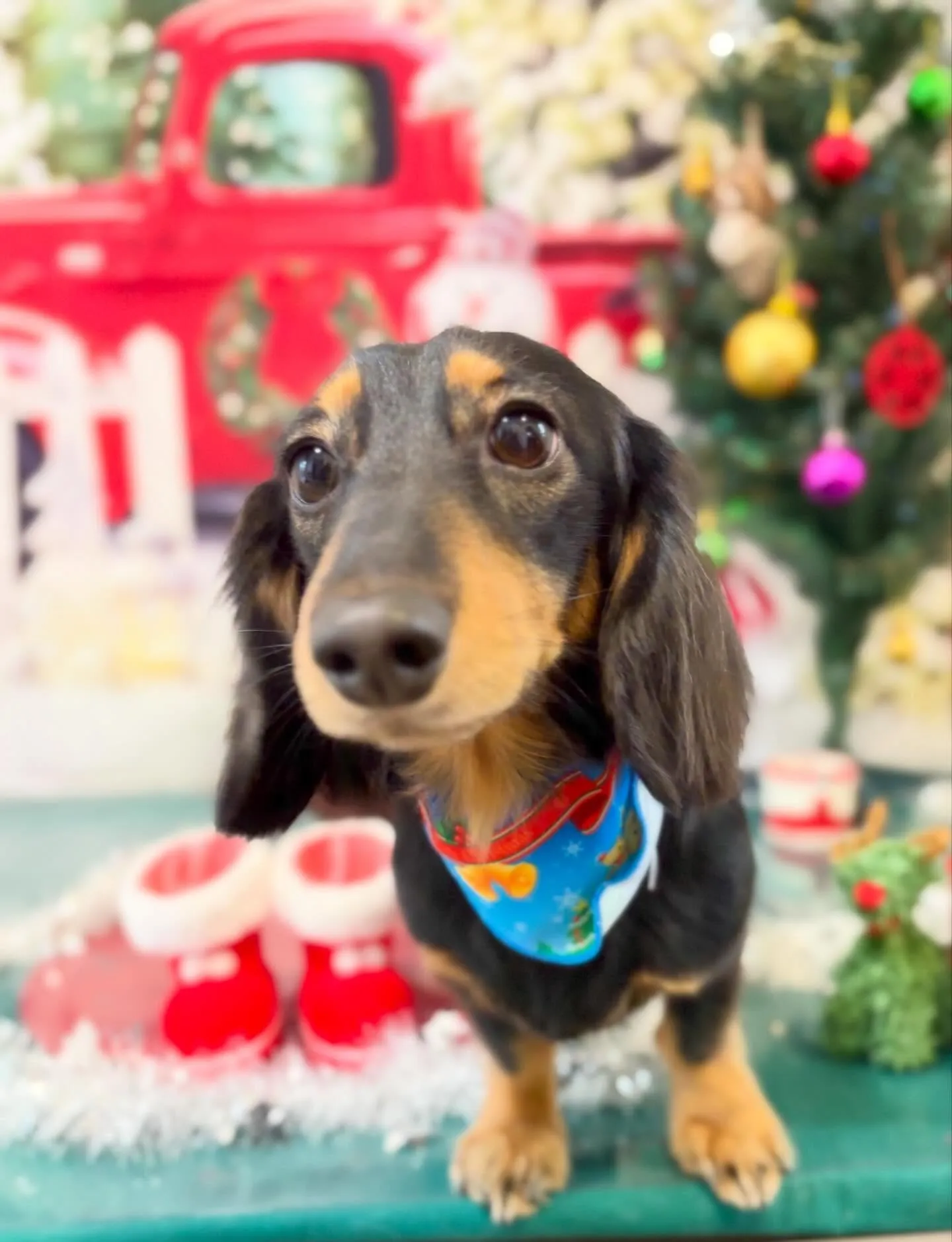 トリミングのセットメニューに来てくれたわんこさんたち🐶