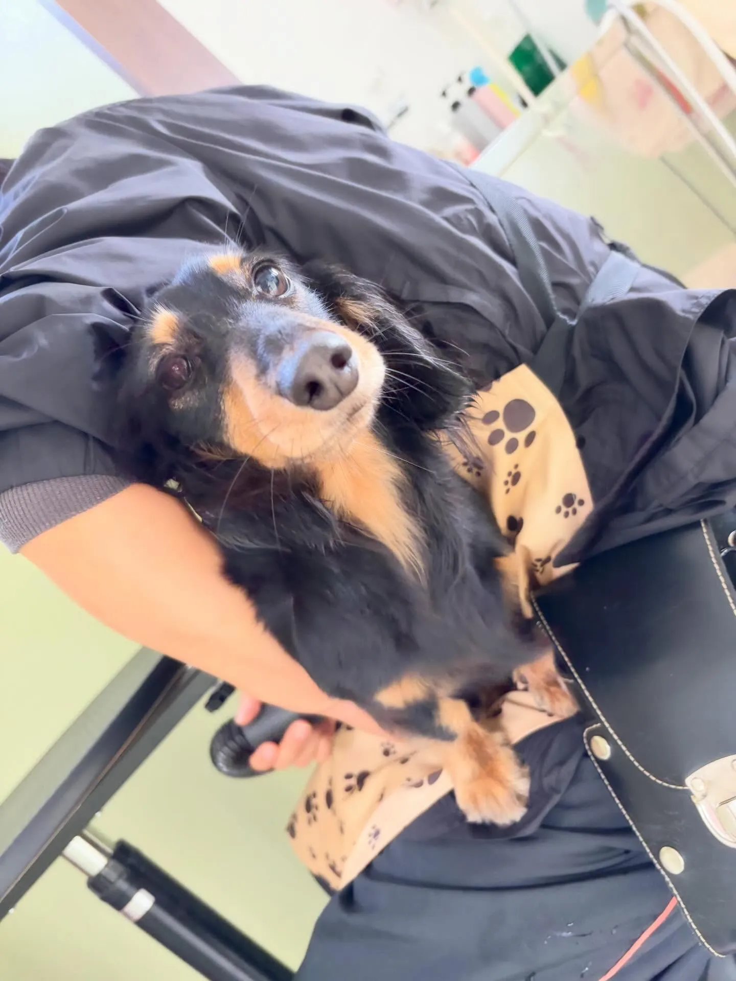 トリミングのセットメニューに来てくれたわんこさんたち🐶