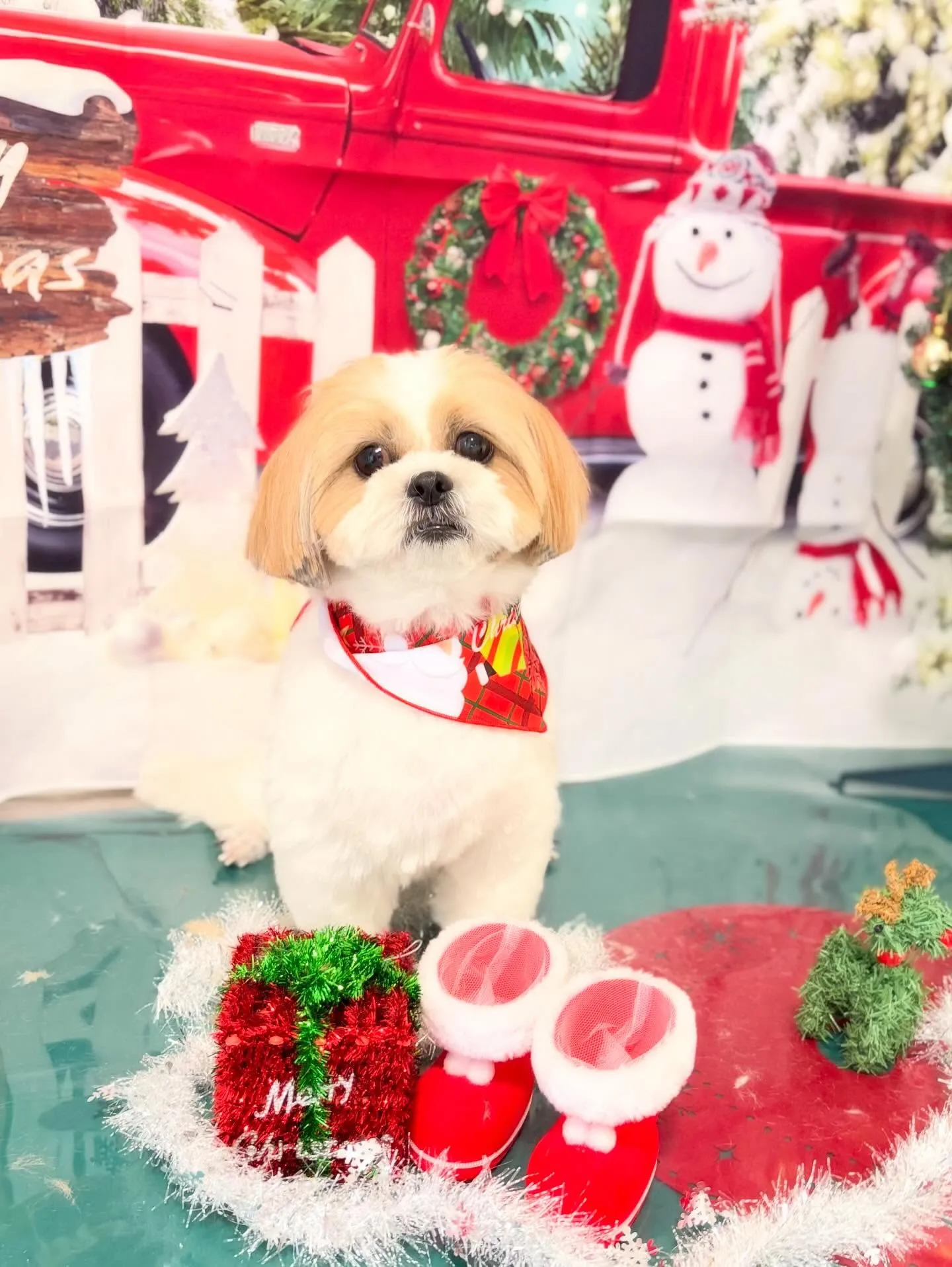 トリミングのセットメニューに来てくれたわんこさんたち🐶