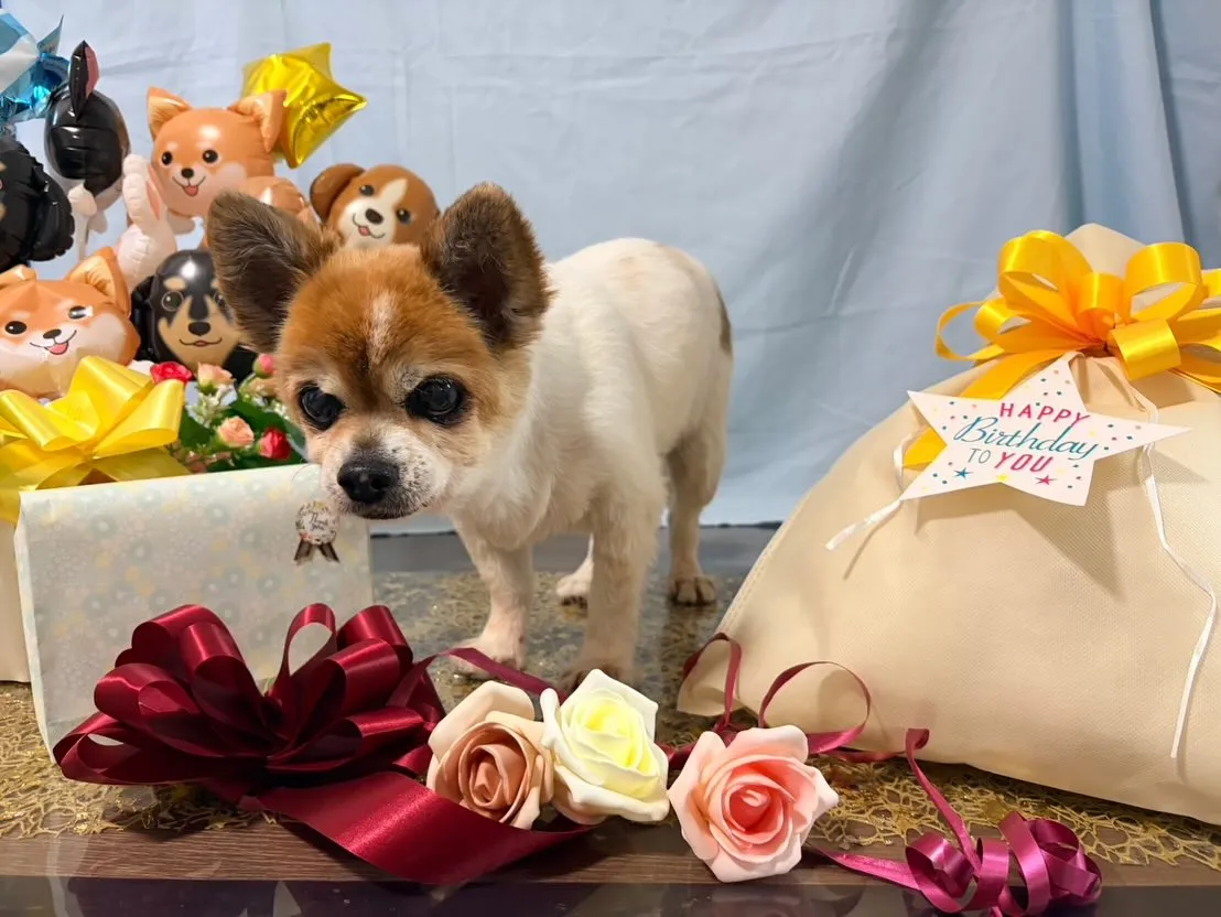 昨日はレンくんの16歳のお誕生日でした㊗️