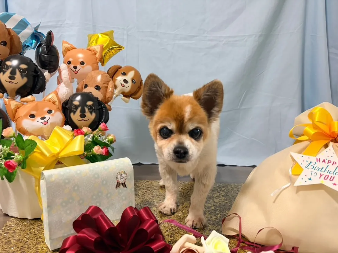 昨日はレンくんの16歳のお誕生日でした㊗️