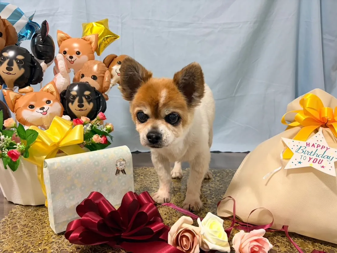 昨日はレンくんの16歳のお誕生日でした㊗️