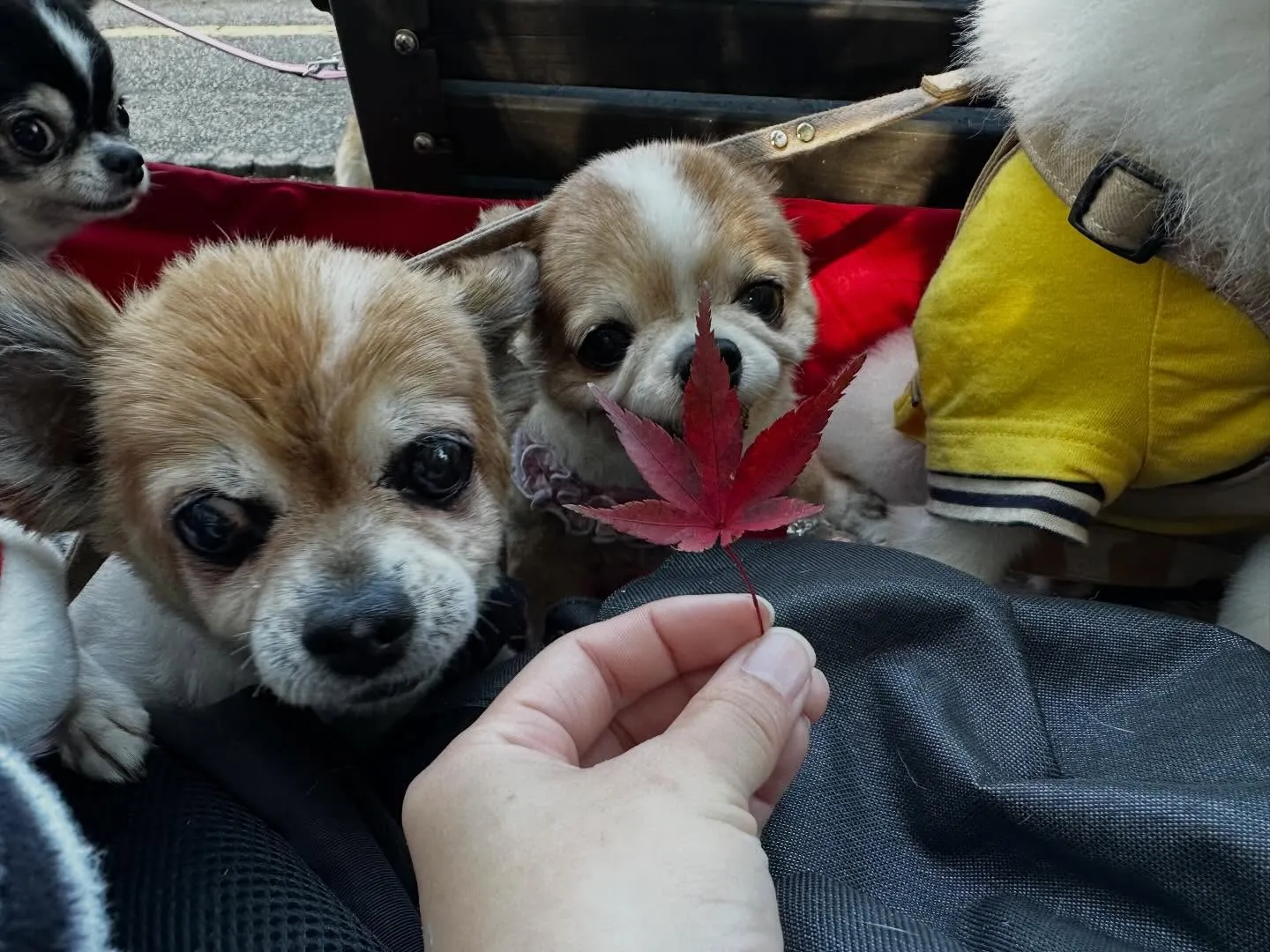 昨日はレンくんの16歳のお誕生日でした㊗️