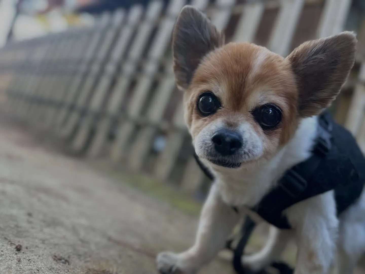昨日はレンくんの16歳のお誕生日でした㊗️