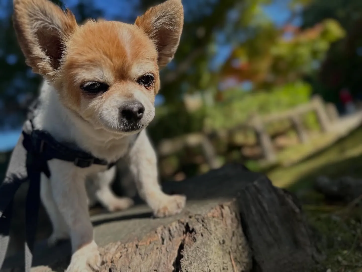昨日はレンくんの16歳のお誕生日でした㊗️