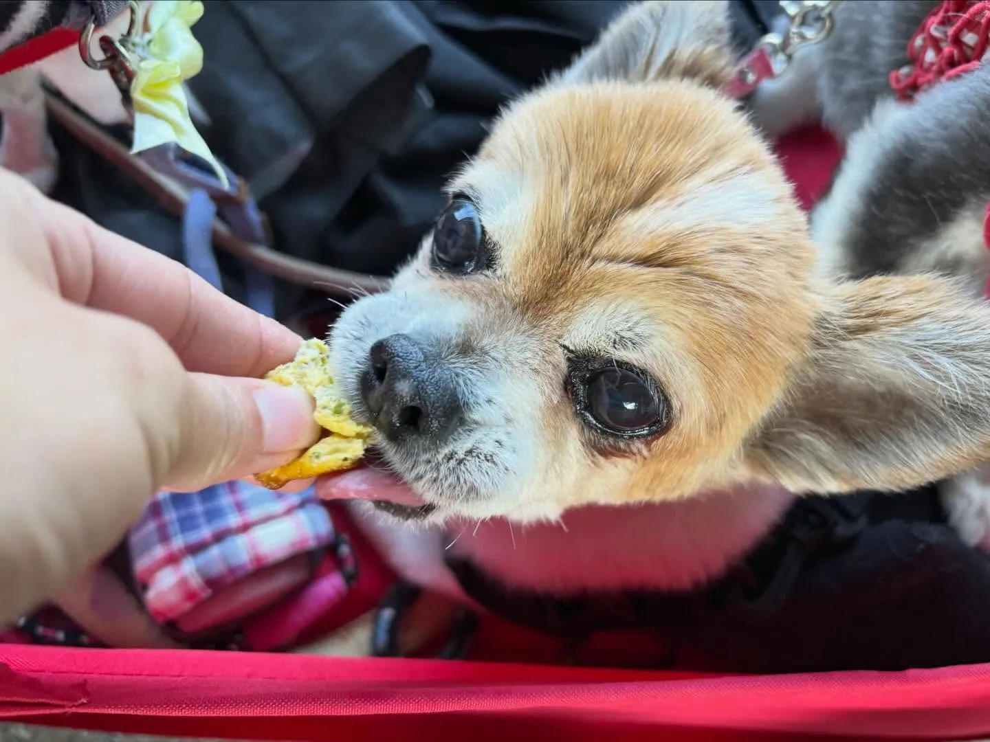 昨日はレンくんの16歳のお誕生日でした㊗️