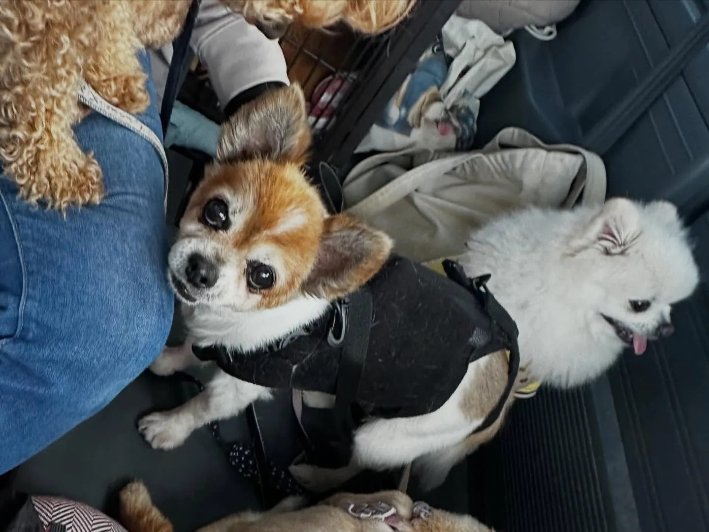 昨日はレンくんの16歳のお誕生日でした㊗️