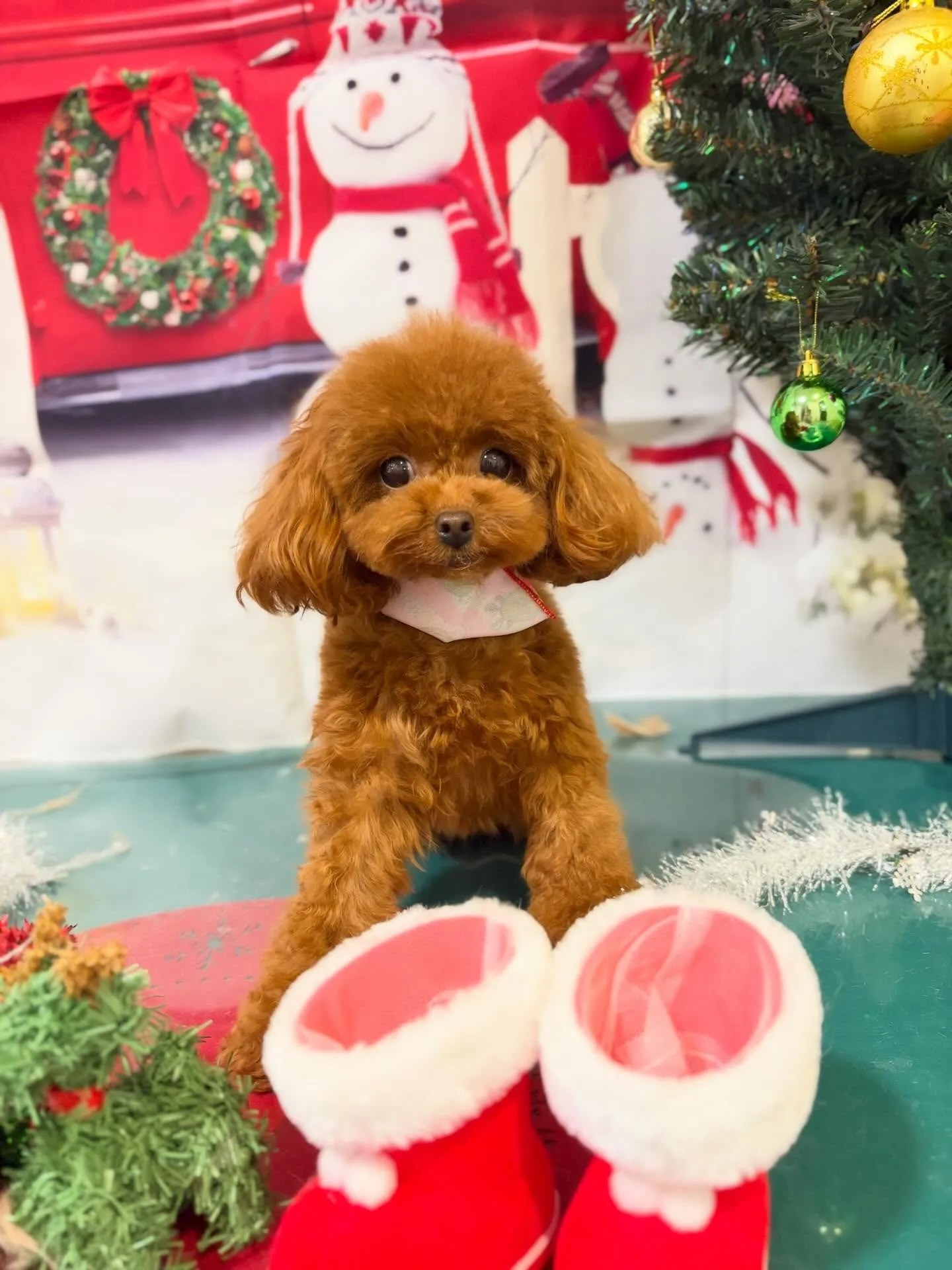 トリミングのセットメニューで来てくれたわんこたち🎶
