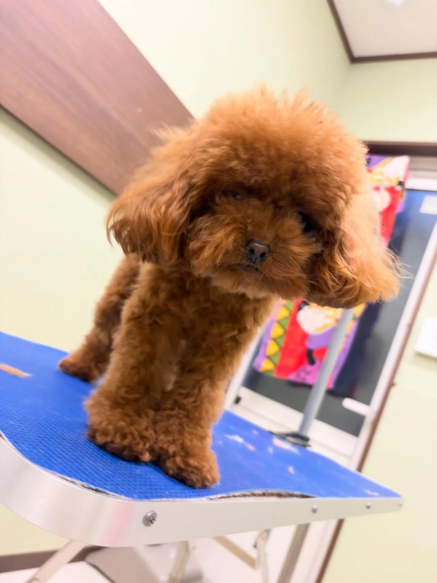 トリミングのセットメニューで来てくれたわんこたち🎶