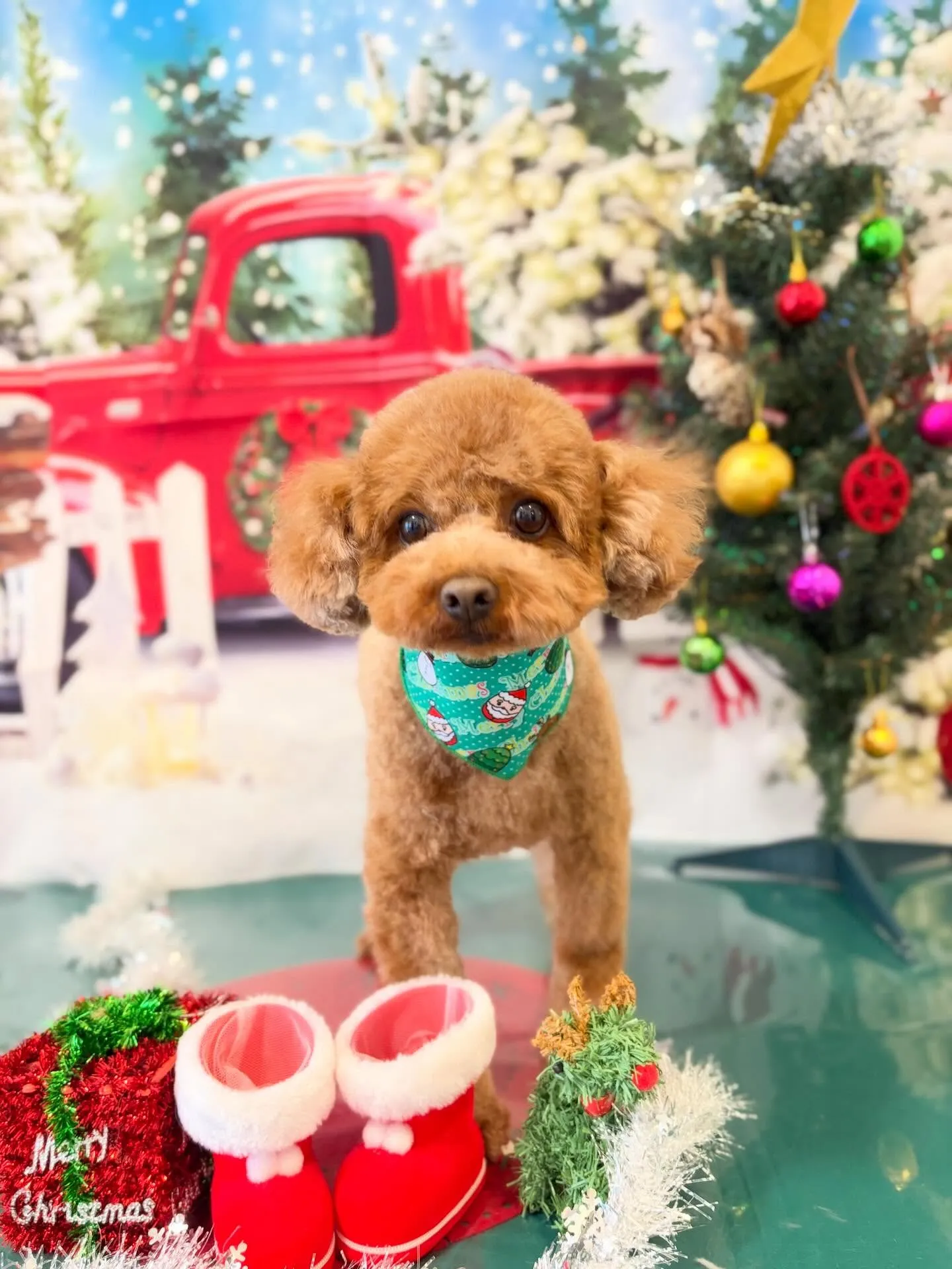 トリミングのセットメニューで来てくれたわんこたち🎶