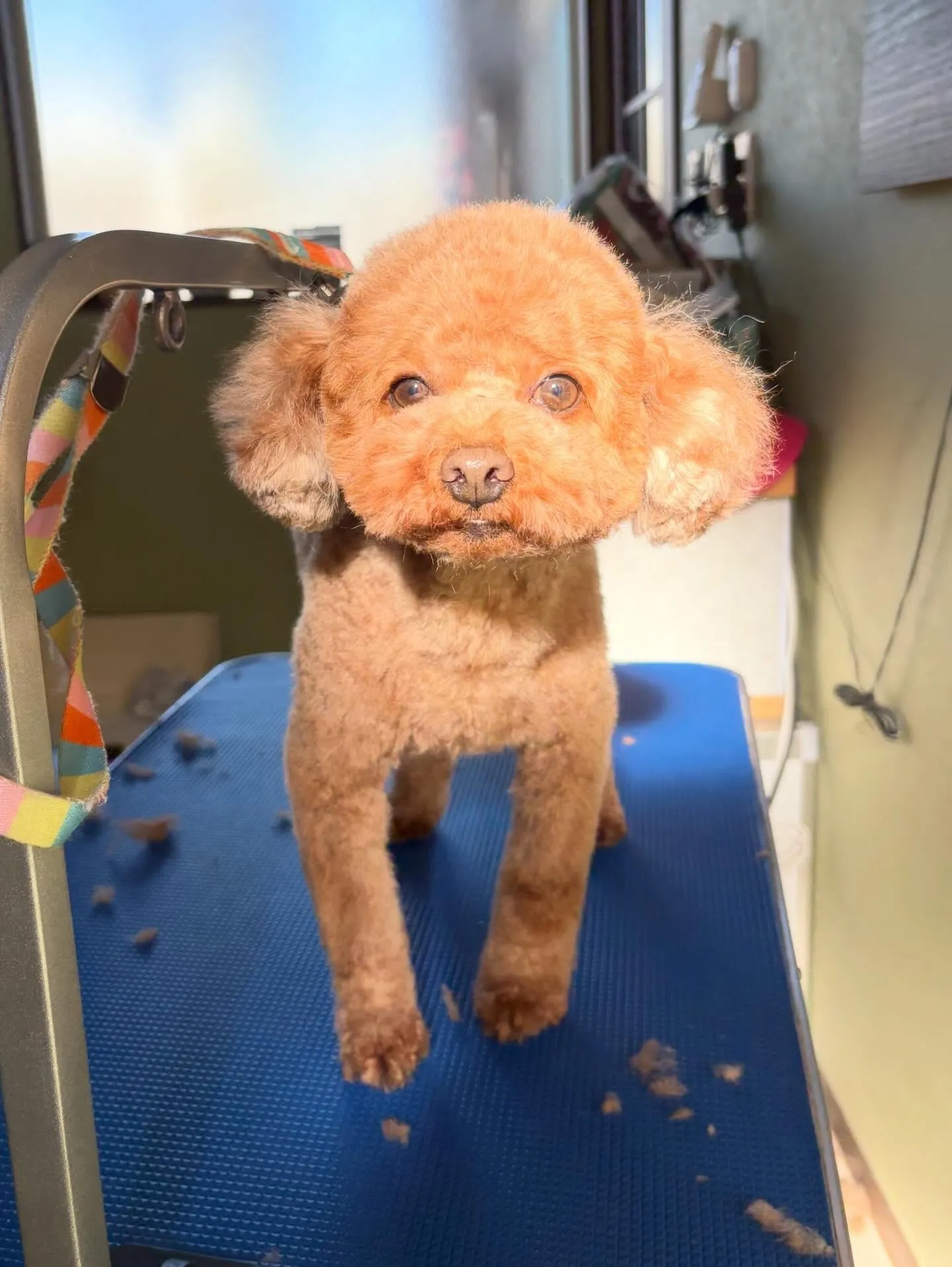 トリミングのセットメニューで来てくれたわんこたち🎶